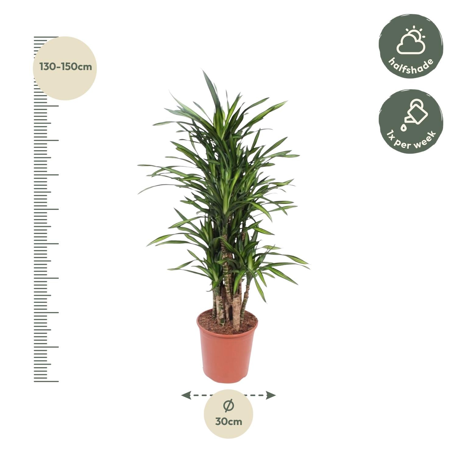 Dracaena Riki – smalbladige moderne Dracaena kamerplant