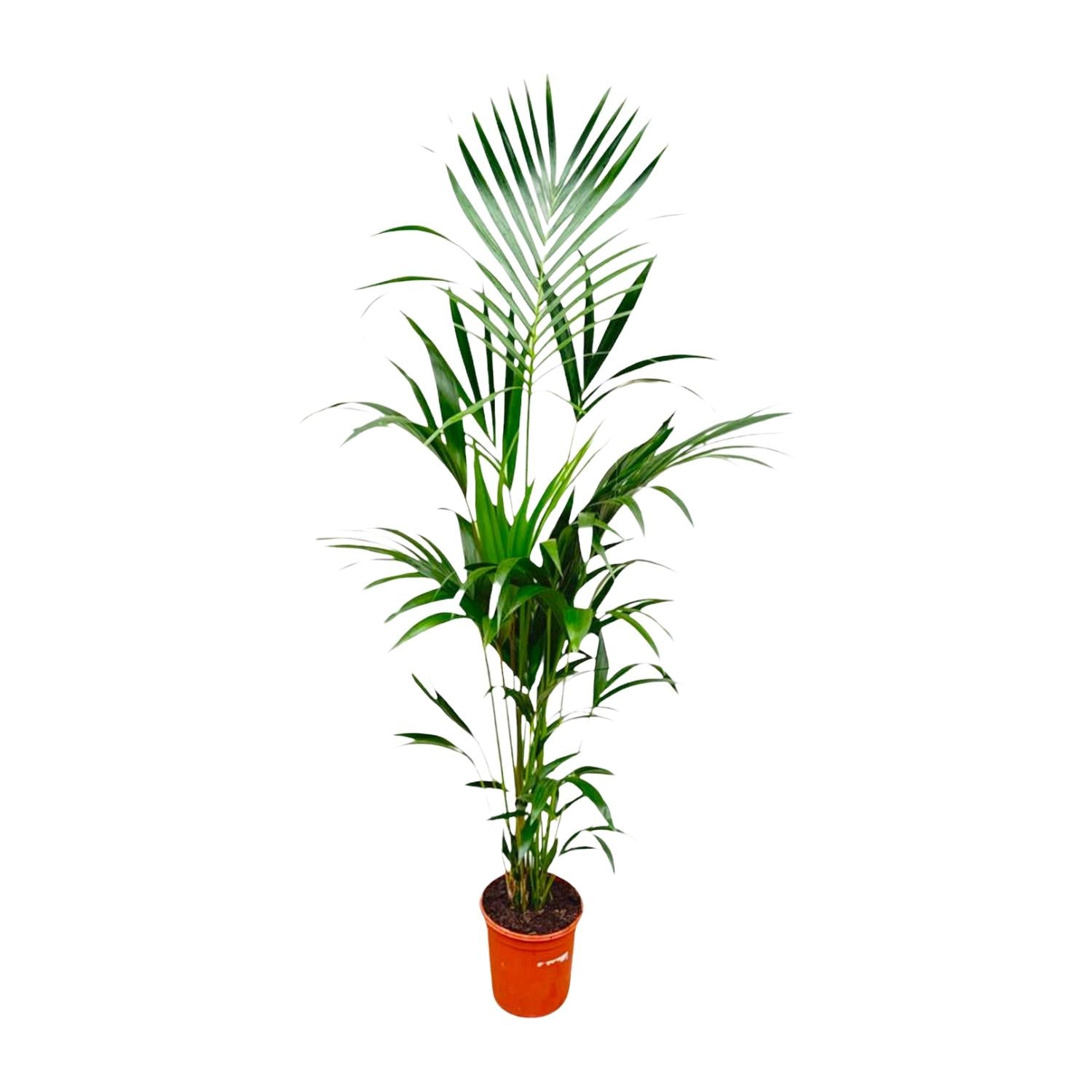 Kentia Palm kamerplant – stijlvolle sierpalm voor huis, kantoor & interieur