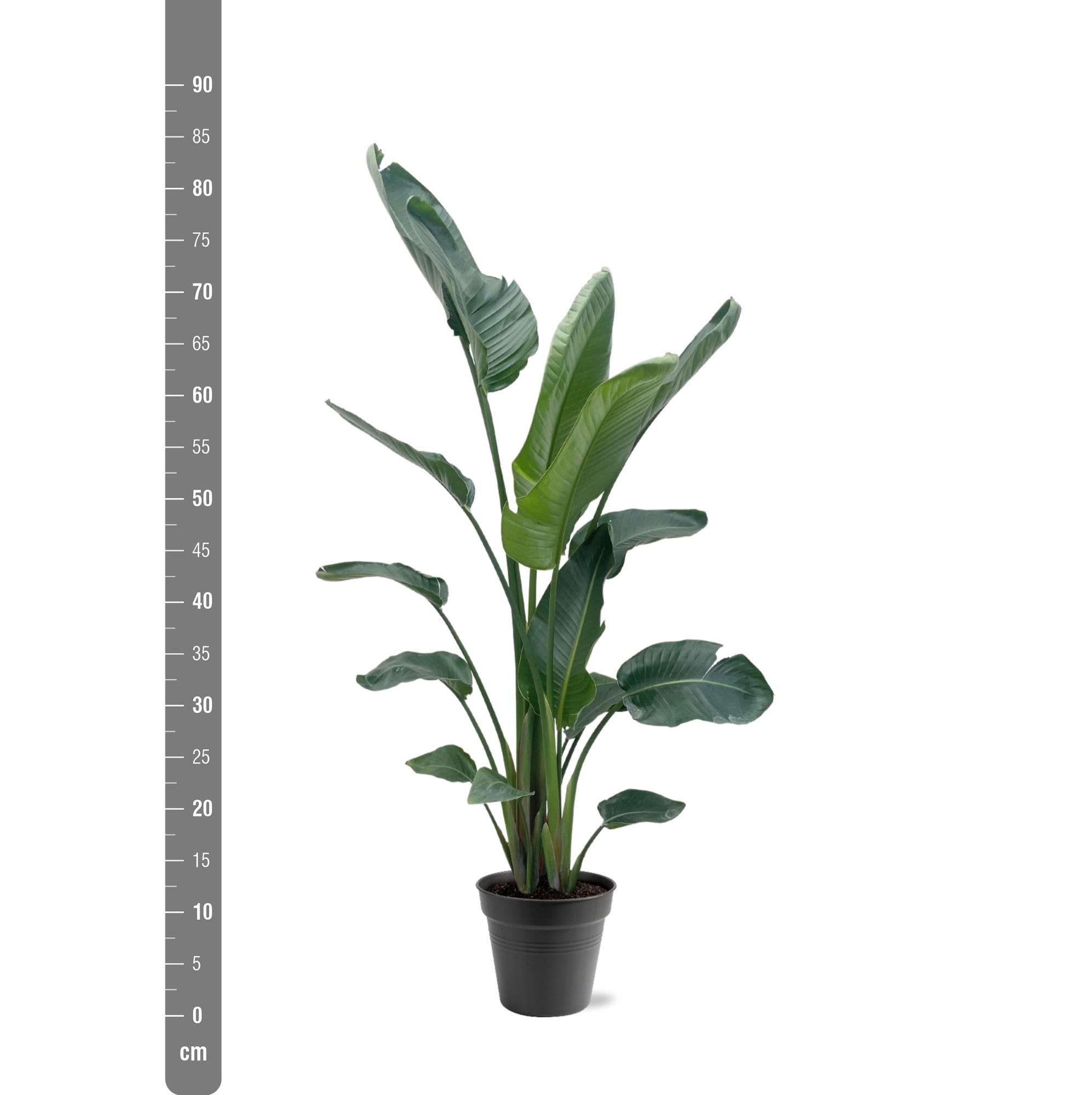 Strelitzia Nicolai - Tropische kamerplant voor binnen, decoratieve exotische plant