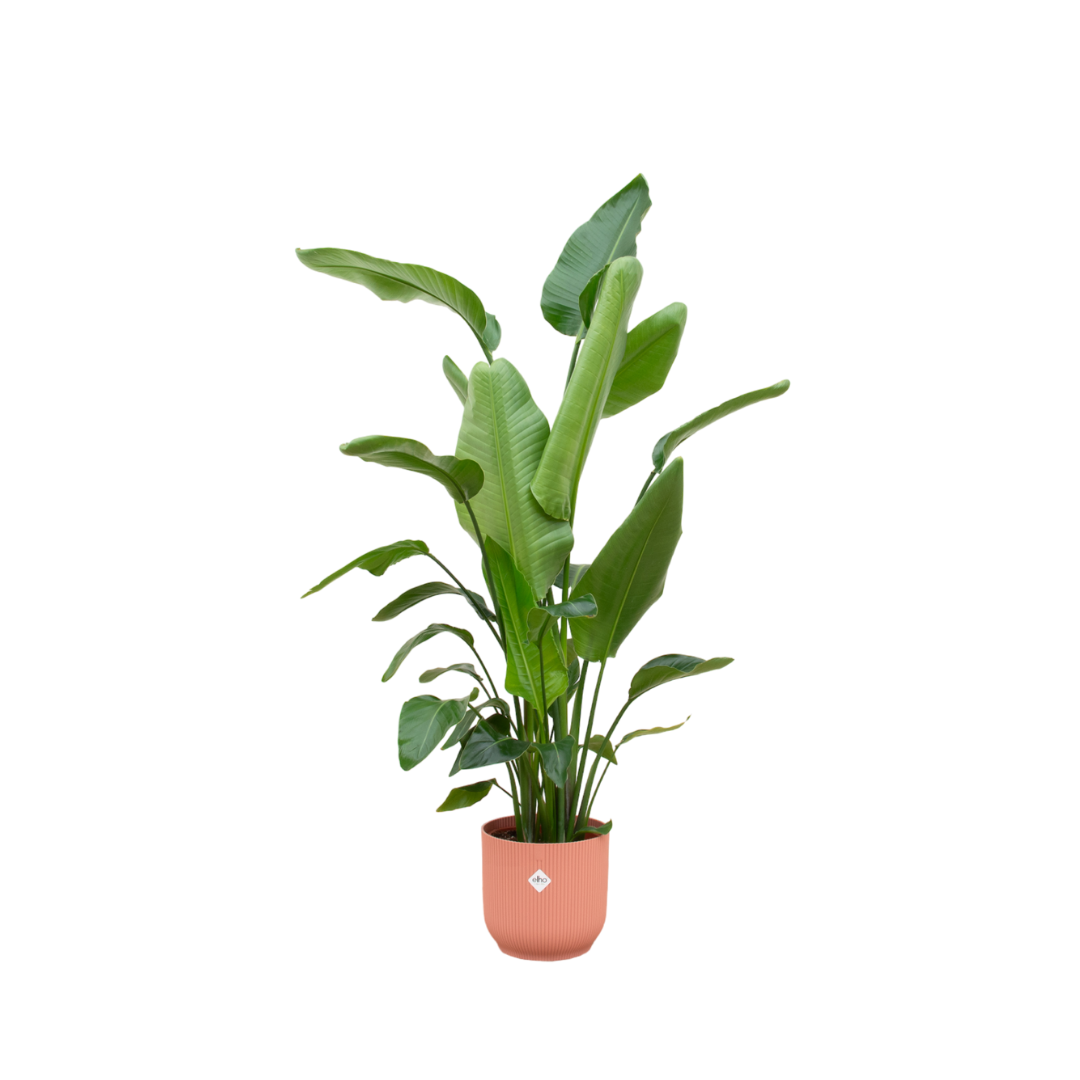 Strelitzia Nicolai inclusief Elho Vibes Fold Round pot - decoratieve kamerplant