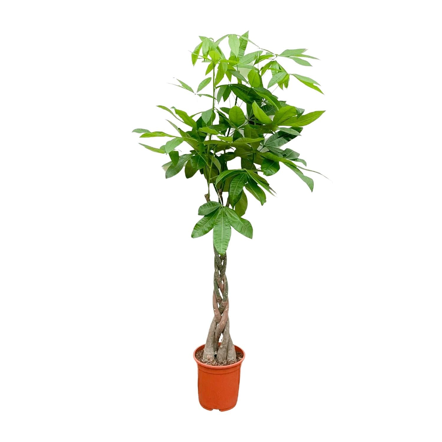 Pachira Aquatica kamerplant – decoratieve geldboom voor huis & kantoor