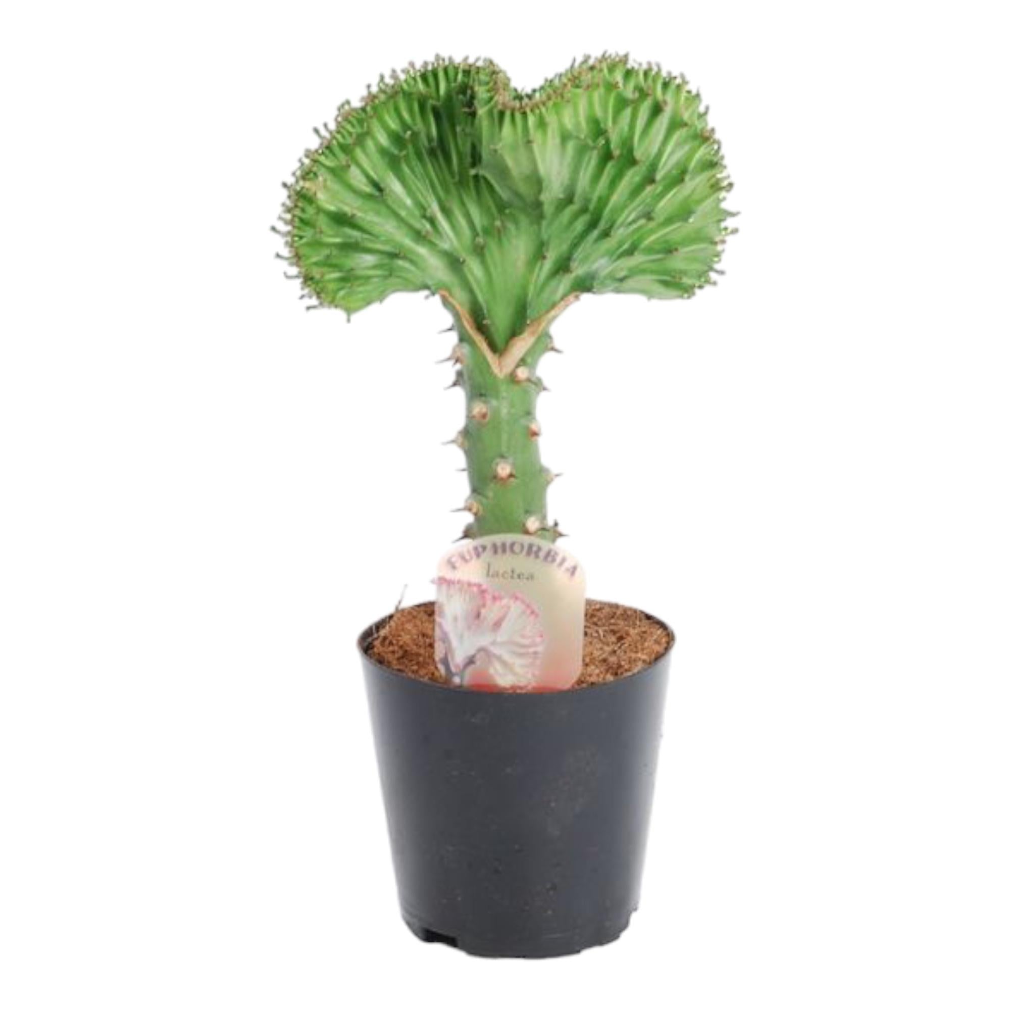 Euphorbia lactea Cristata groen – koraalcactus kamerplant