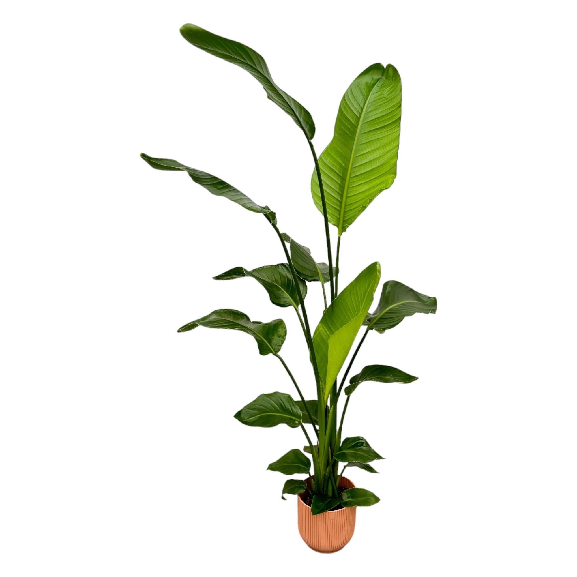 Strelitzia Nicolai inclusief Elho Vibes Fold Round pot - decoratieve kamerplant