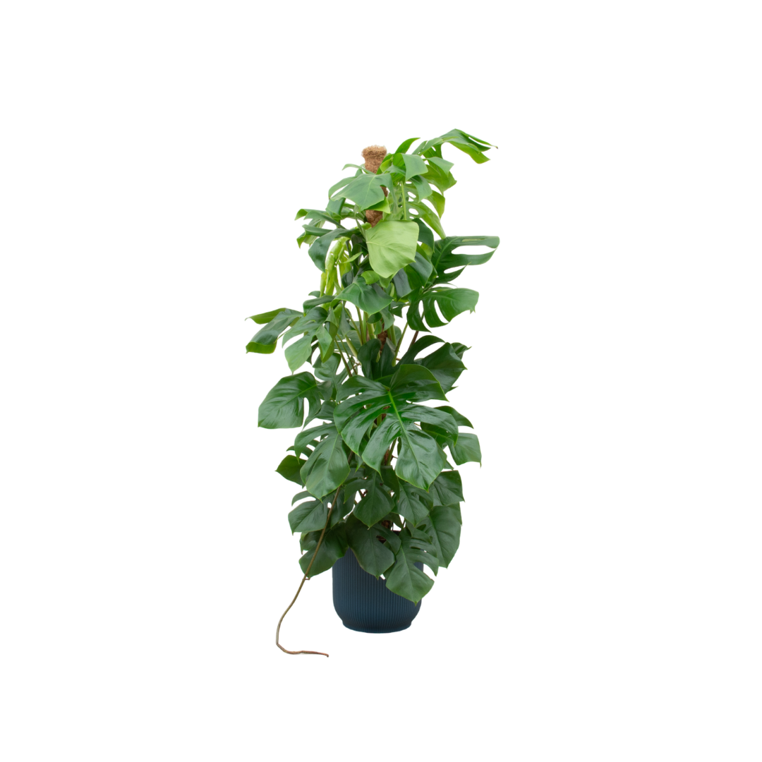 Monstera Pertusum XL + elho Vibes Fold Round - 150 cm, Ø30
