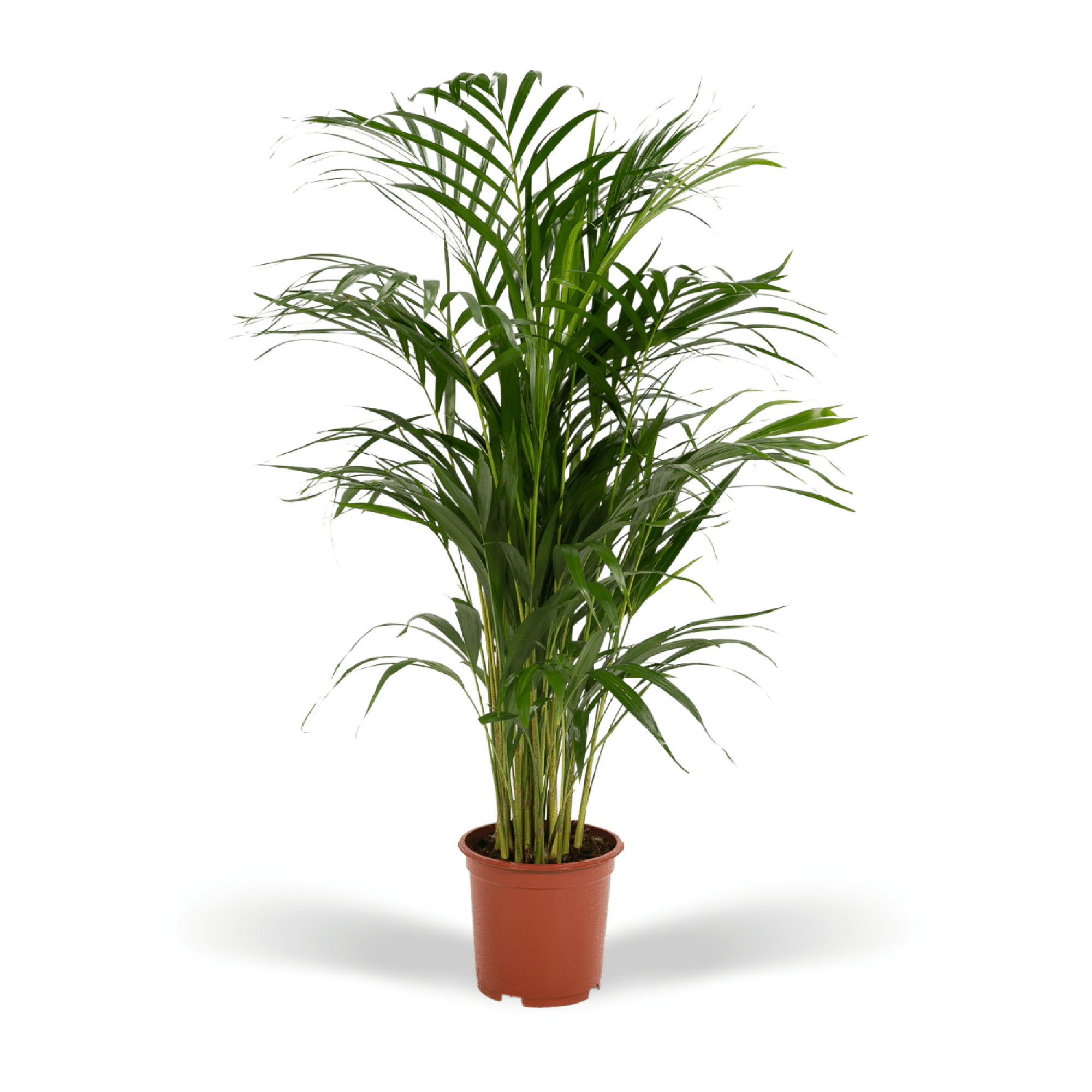 Areca palm - Luxe kamerplant voor binnen, onderhoudsarm en decoratief