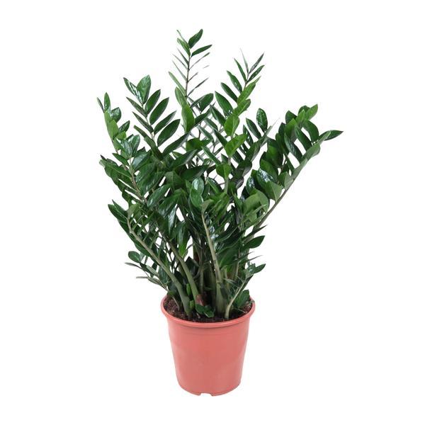 Zamioculcas (ZZ plant) – sterke makkelijke kamerplant in kweekpot