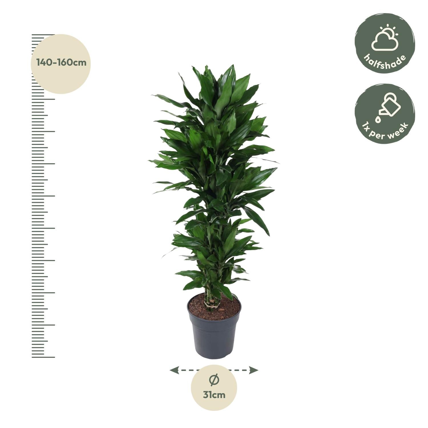 Dracaena Janet Lind vertakt – grote donkergroene Dracaena kamerplant