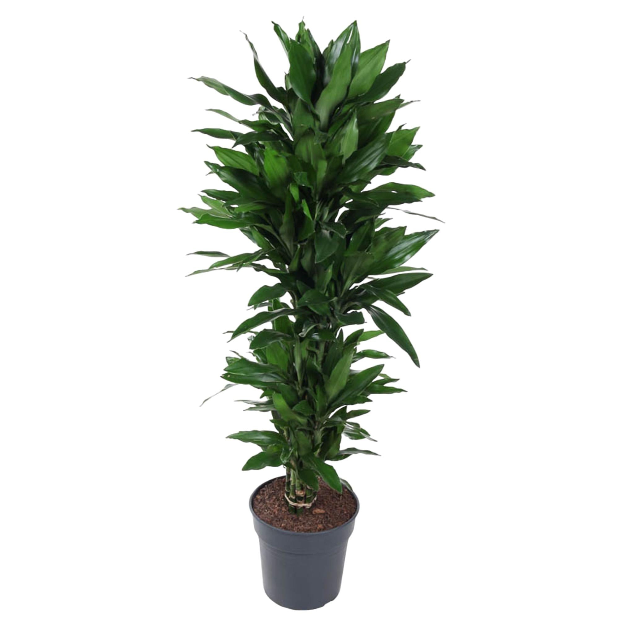 Dracaena Janet Lind vertakt – grote donkergroene Dracaena kamerplant