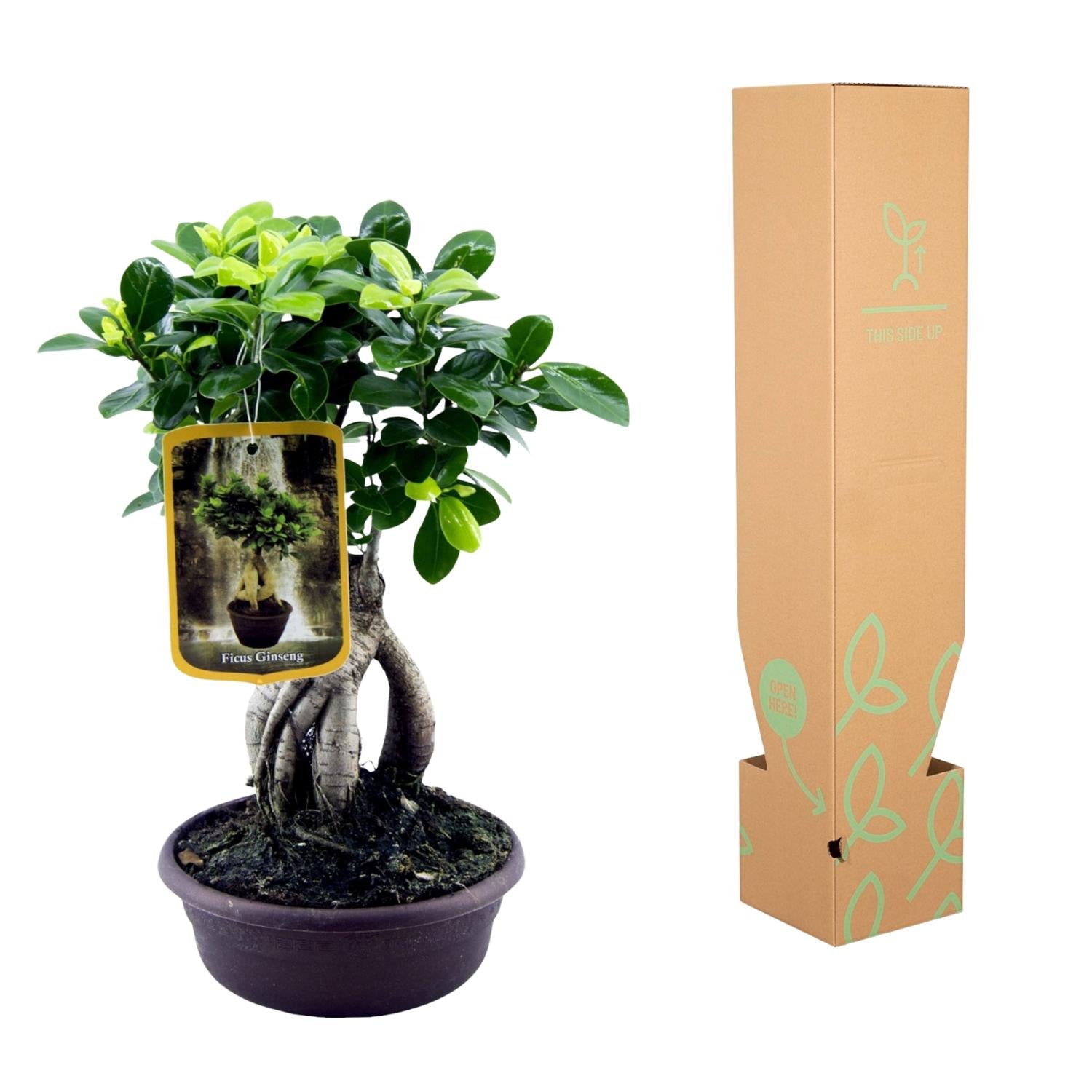 Ficus Microcarpa Ginseng – bonsai ficus kamerplant