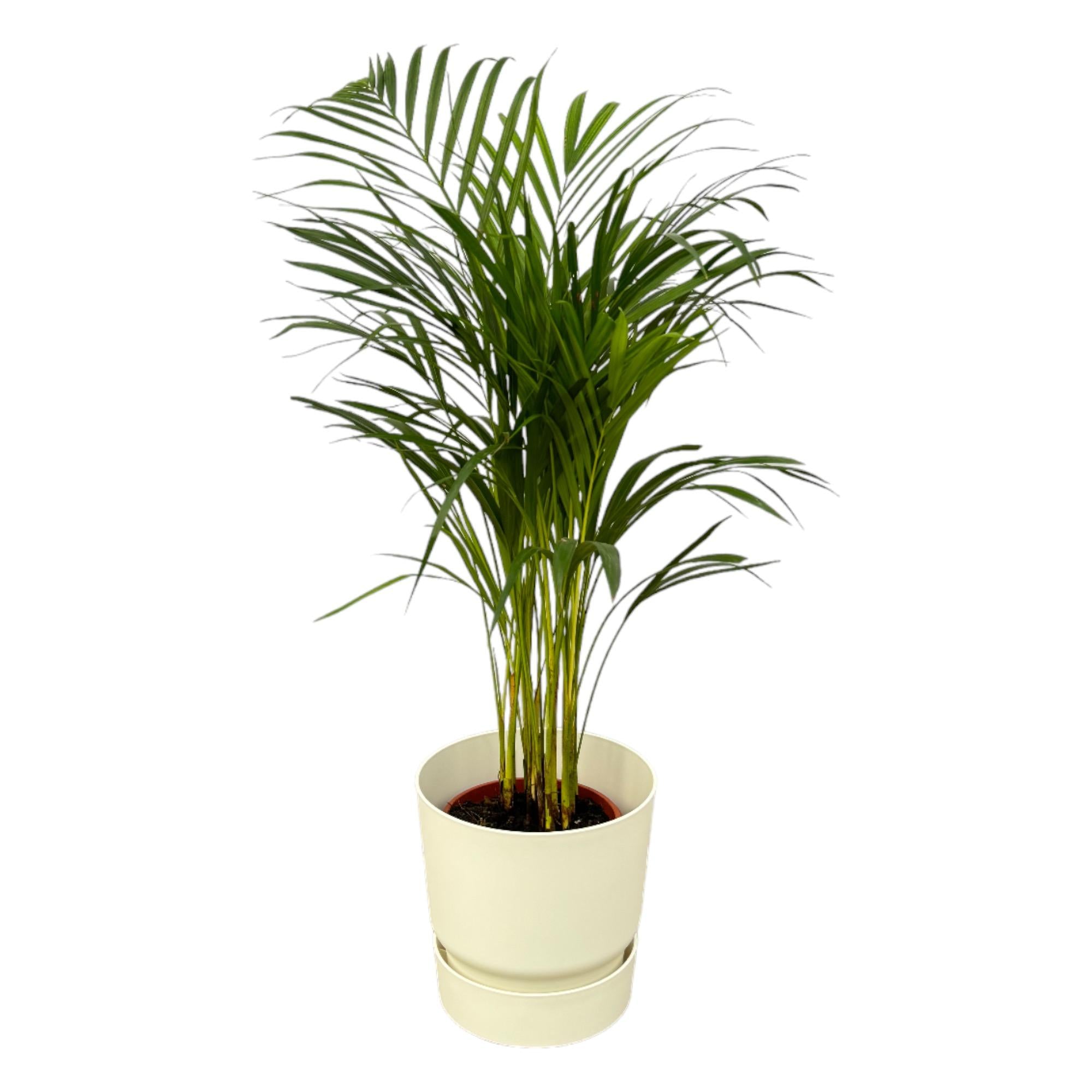 Areca palm inclusief elho Greenville Round sierpot - grote decoratieve kamerplant