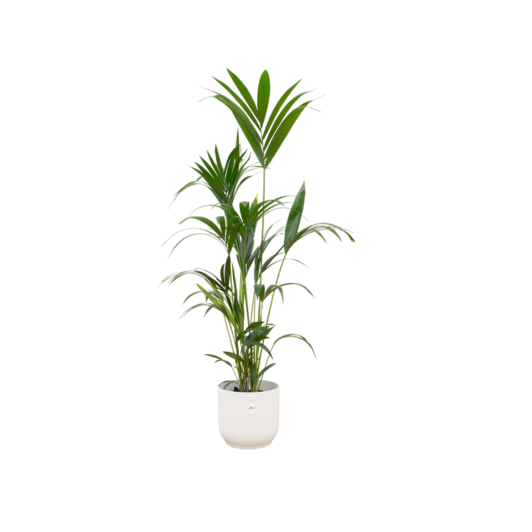 Combi deal - Kentia palm inclusief elho sierpot voor binnen, elegante kamerplant