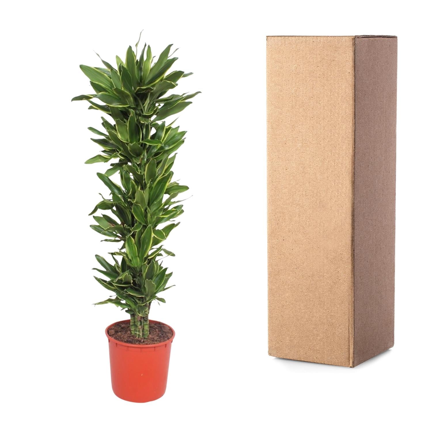 Dracaena Golden Coast – grote twee-kleurige Dracaena kamerplant in kweekpot