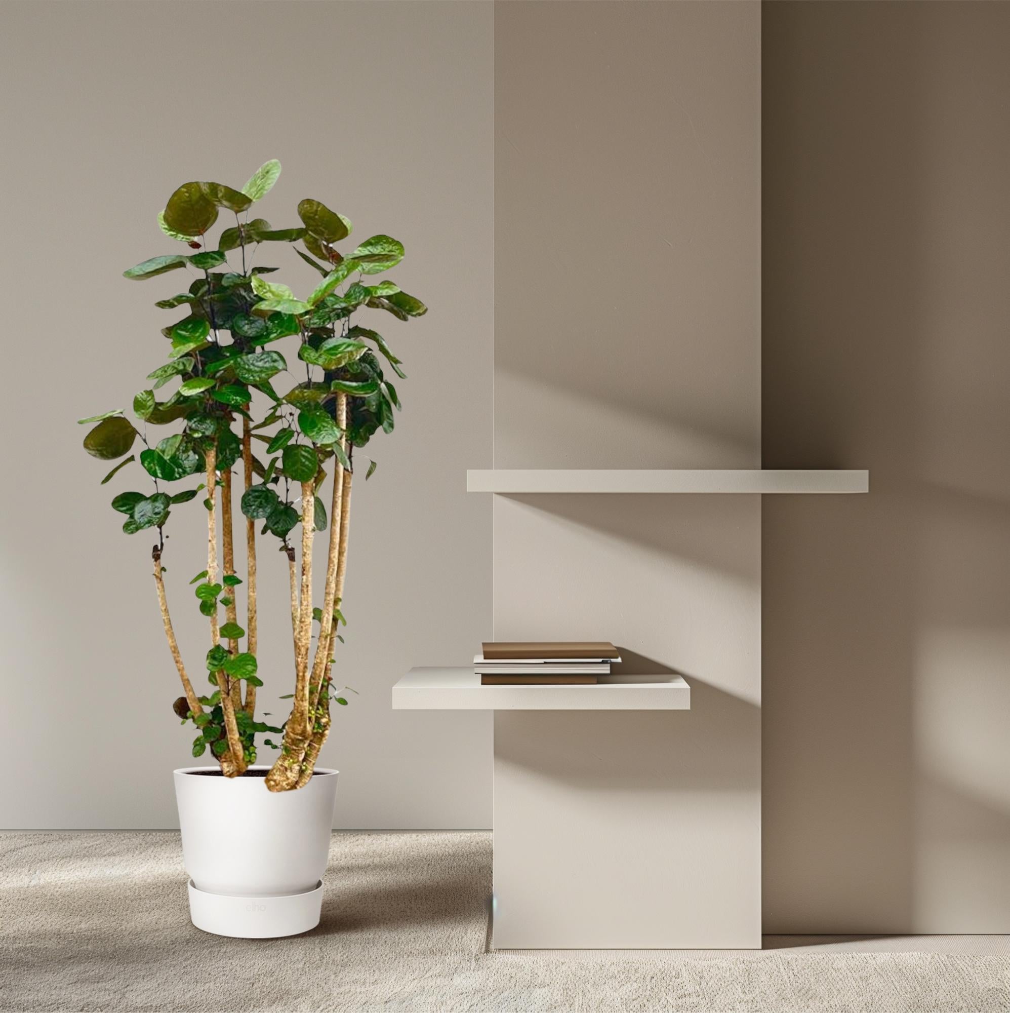 Polyscias Fabian - decoratieve kamerplant voor binnen, sierlijke bladeren en sterke groei