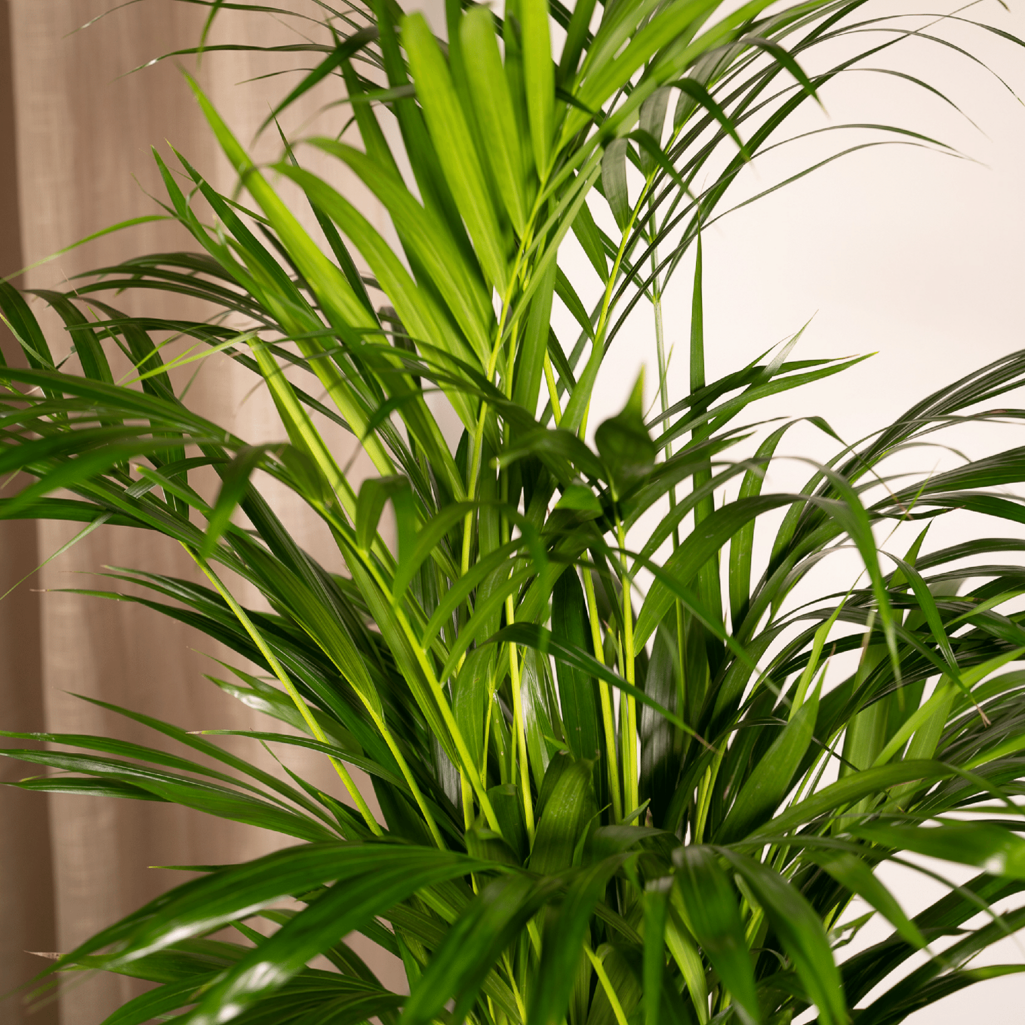 Areca palm - Luxe kamerplant voor binnen, onderhoudsarm en decoratief