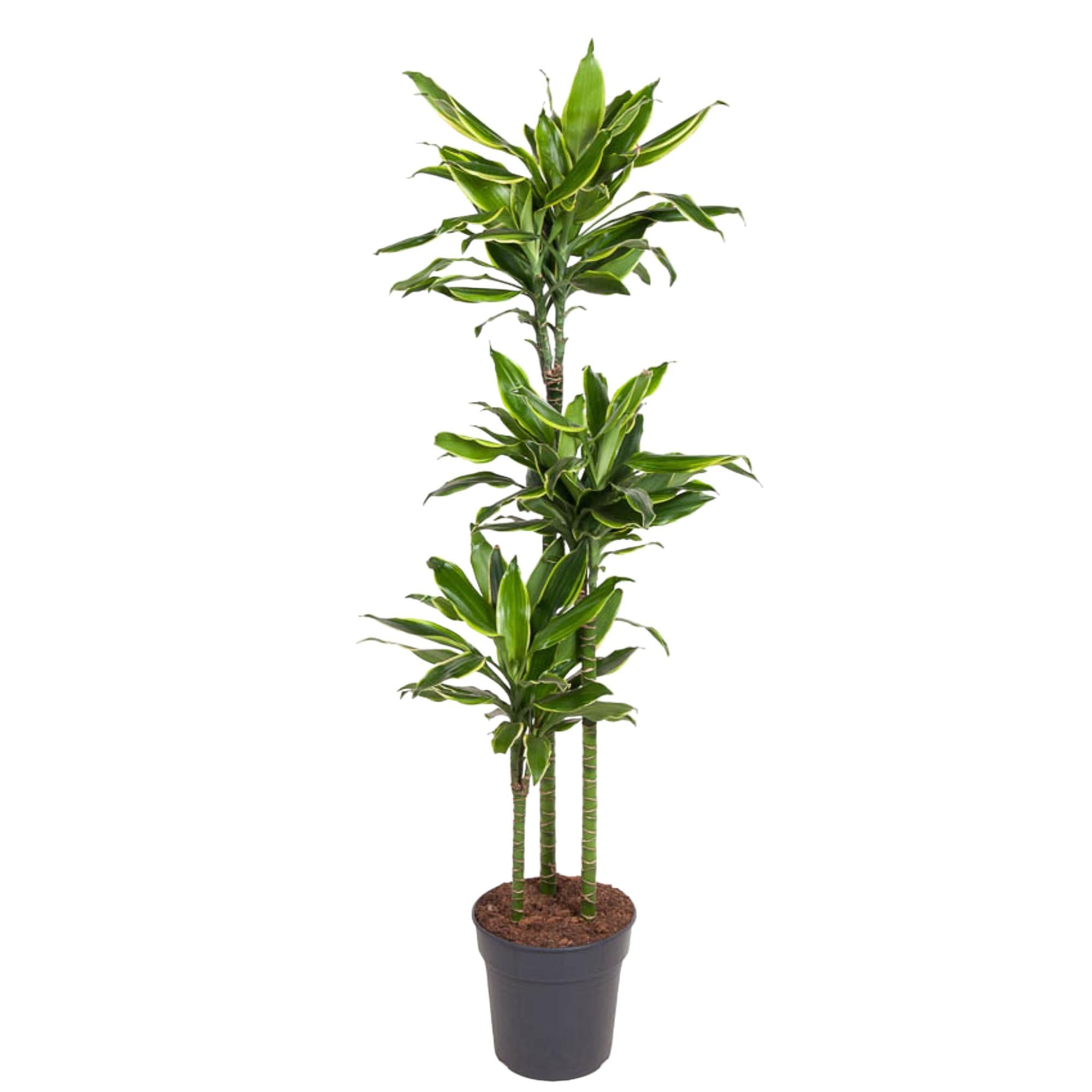 Dracaena Golden Coast – grote twee-kleurige Dracaena kamerplant in kweekpot