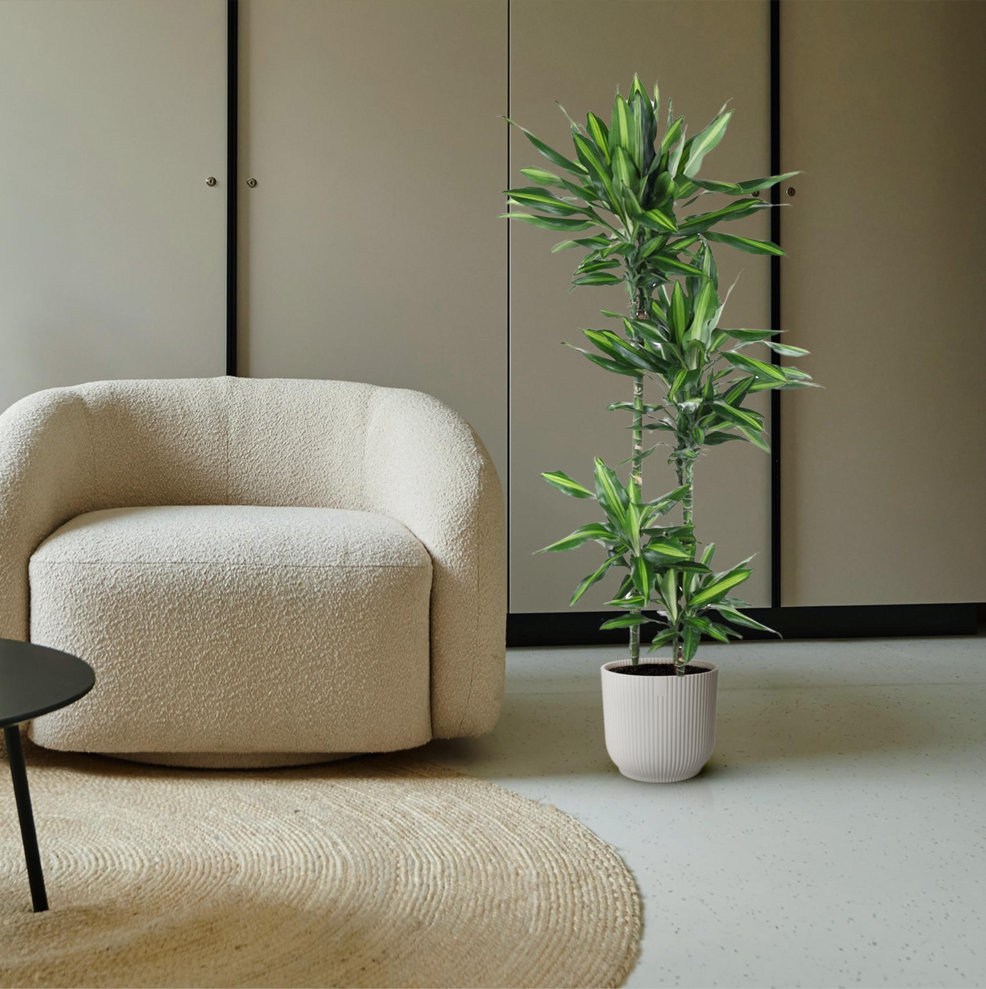 Dracaena Cintho – sterke groene kamerplant in kweekpot