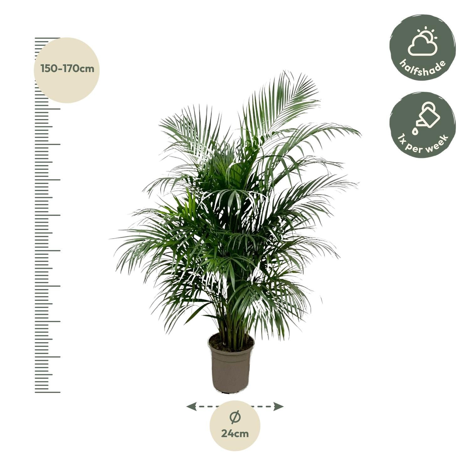 Dypsis Lutescens (Areca Palm) — Premium Tropische kamerplant