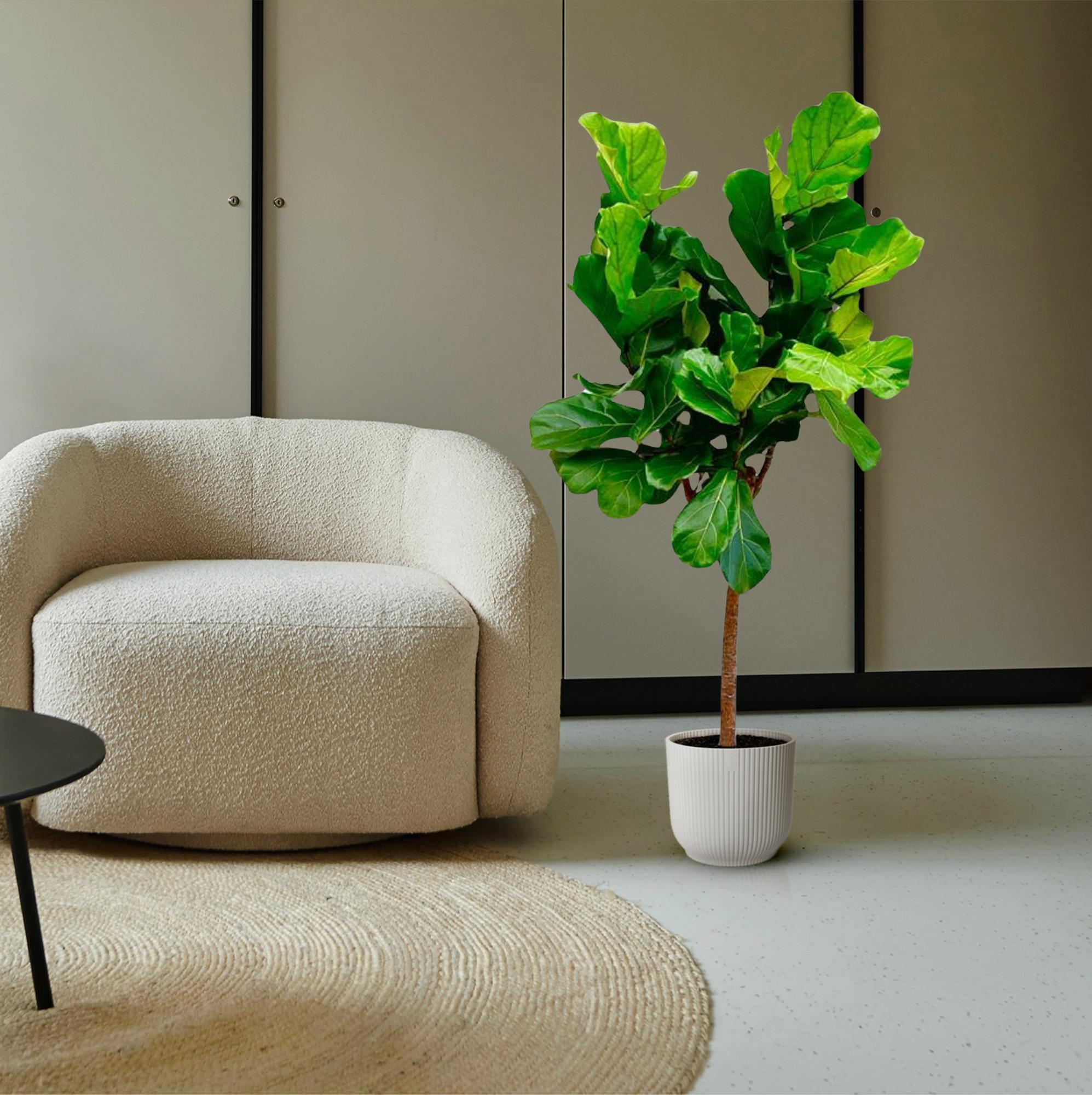 Ficus Lyrata boom - grote, stijlvolle kamerplant voor binnen en interieurdecoratie