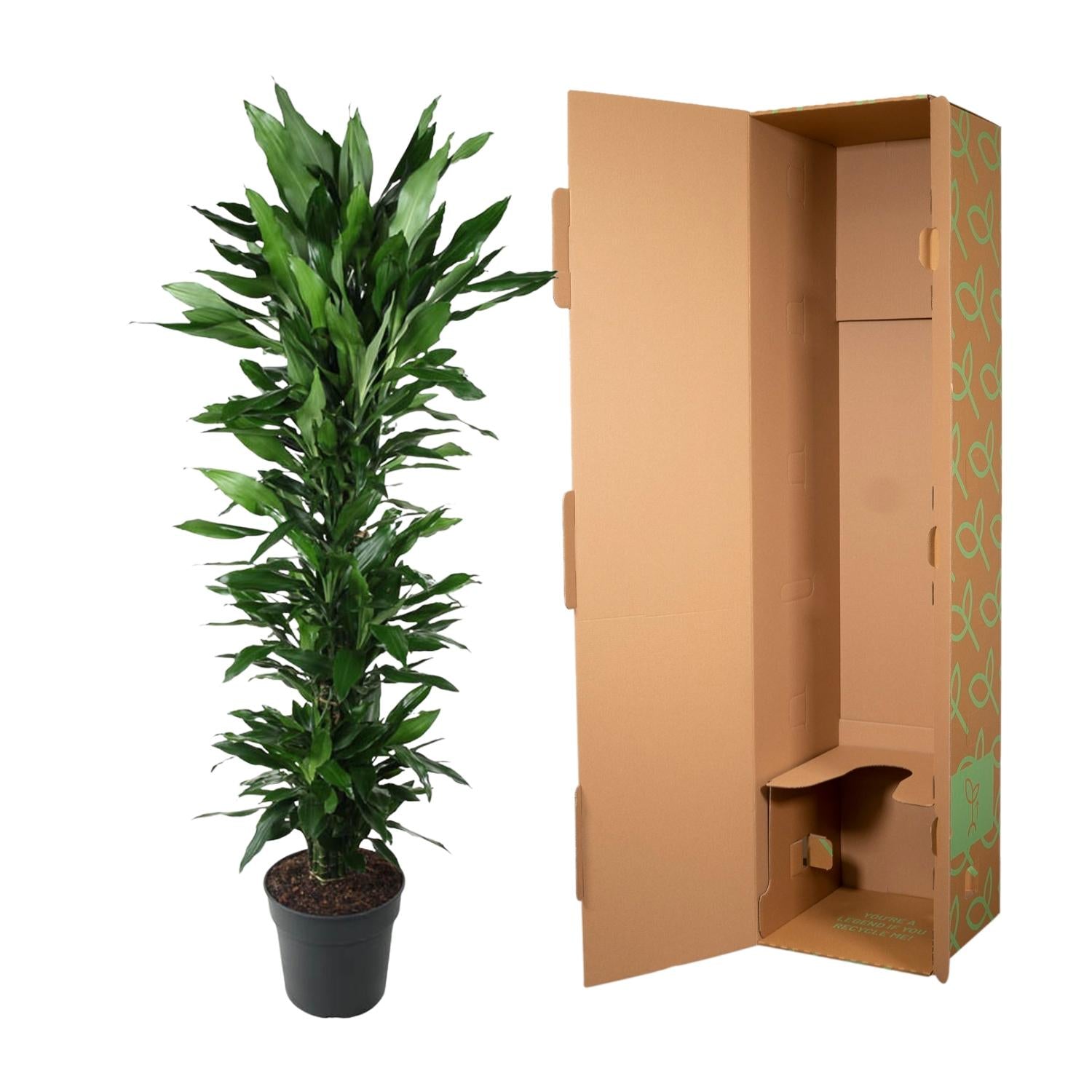 Dracaena Janet Lind vertakt – grote donkergroene Dracaena kamerplant