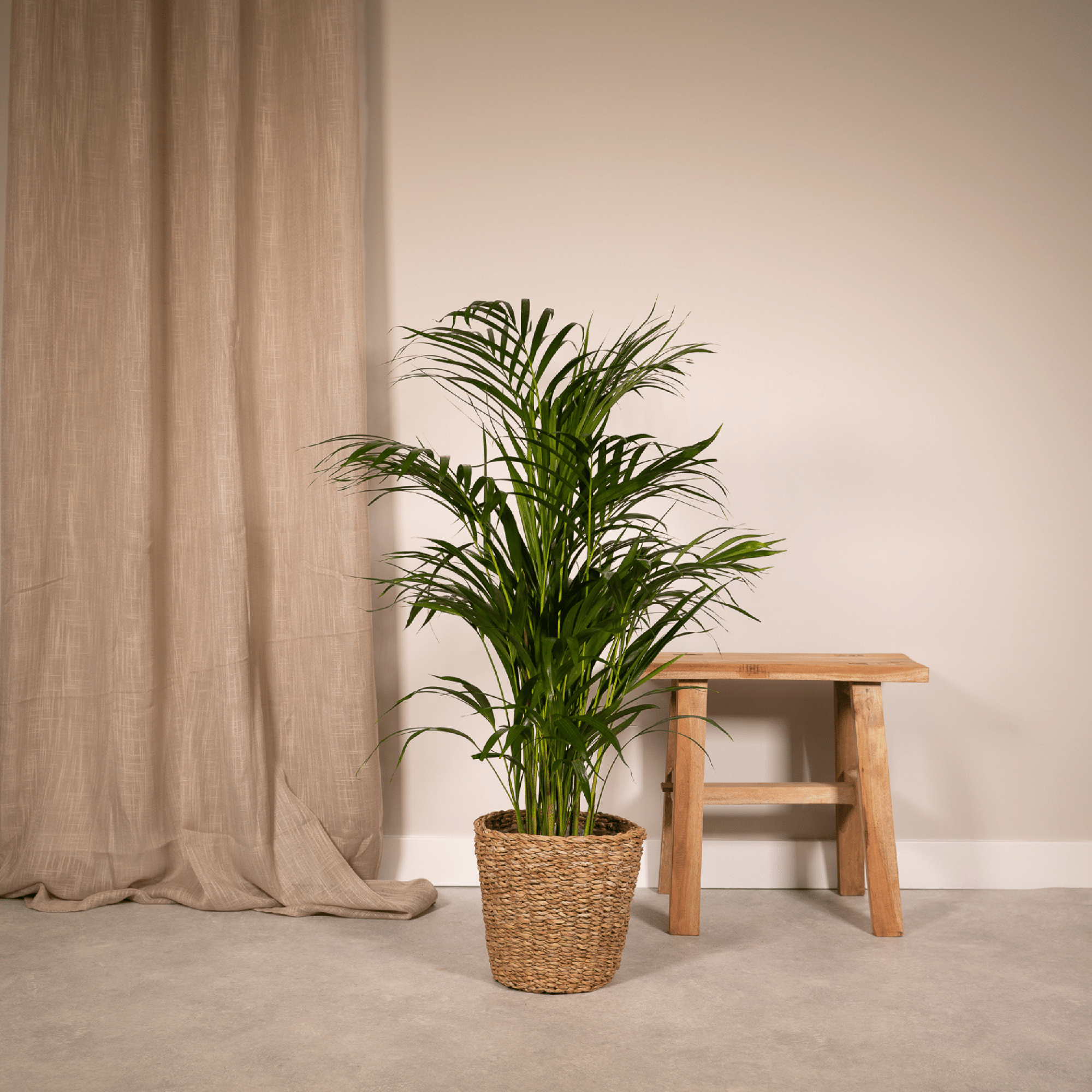 Areca palm - Luxe kamerplant voor binnen, onderhoudsarm en decoratief