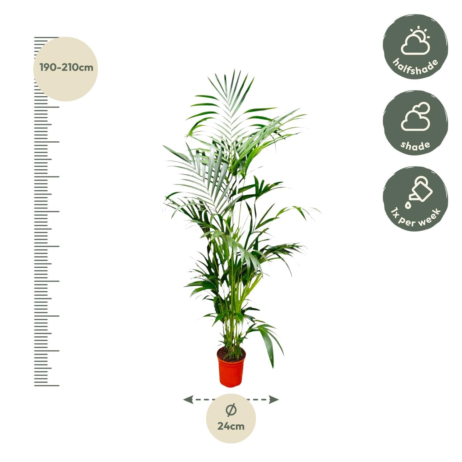 Kentia Palm kamerplant – stijlvolle sierpalm voor huis, kantoor & interieur