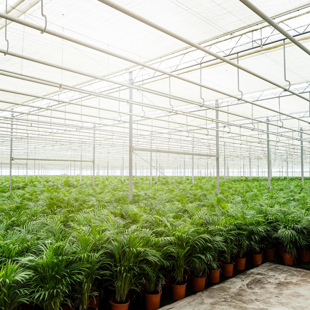 Areca palm - Luxe kamerplant voor binnen, onderhoudsarm en decoratief