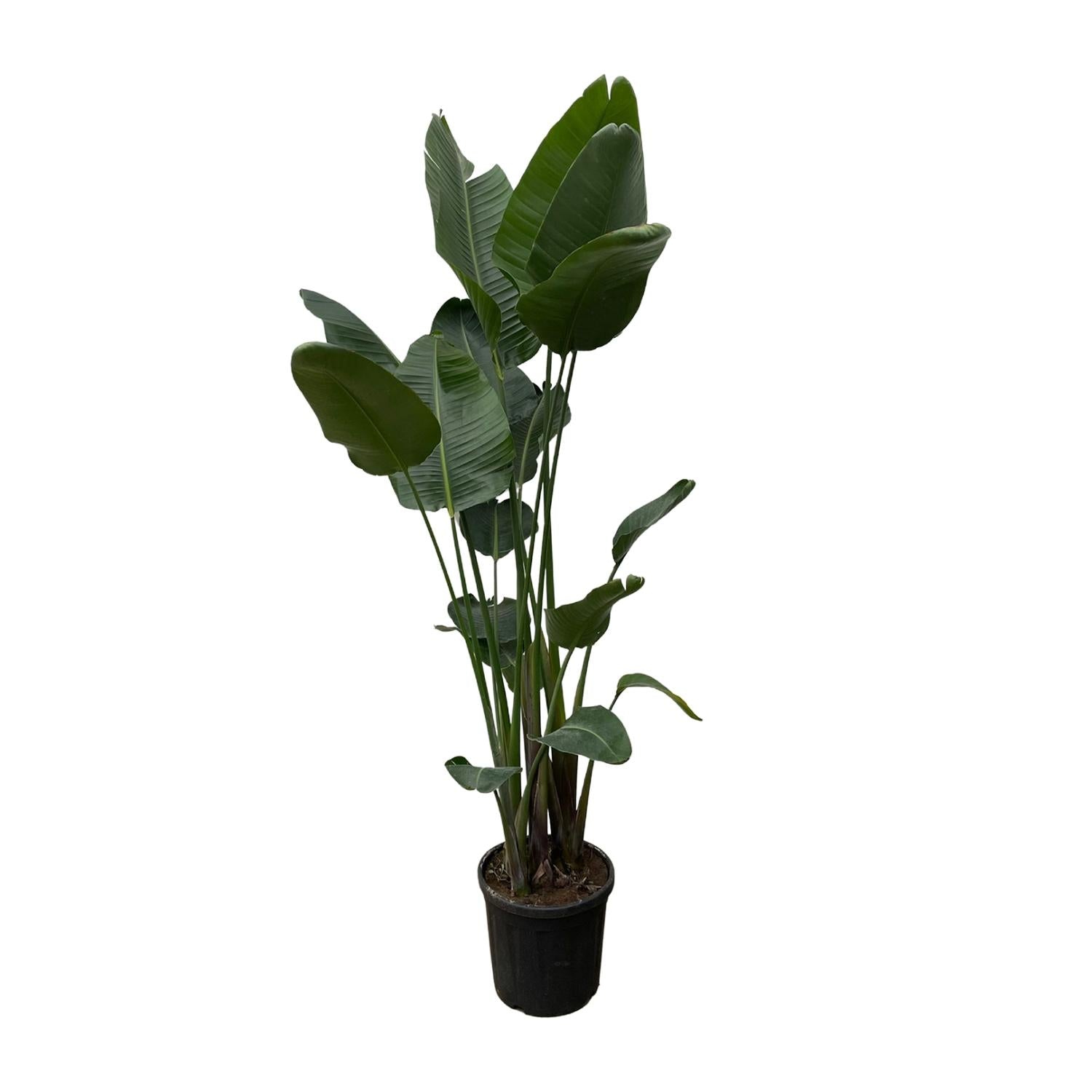Strelitzia Nicolai - Tropische kamerplant voor binnen, decoratieve exotische plant