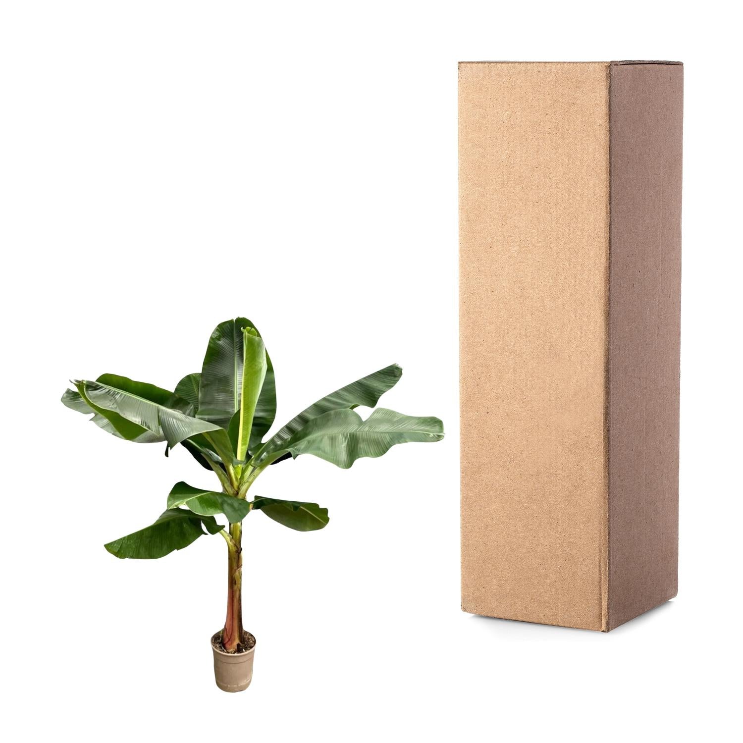 Bananenplant (Musa) - weelderige tropische kamerplant voor huis en kantoor