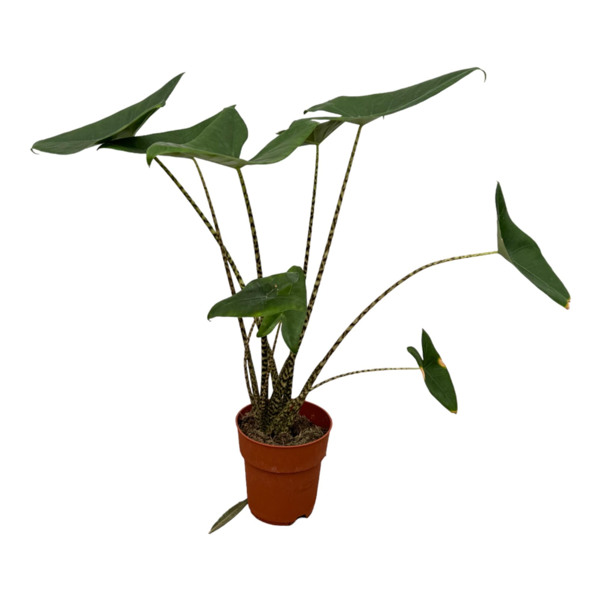 Alocasia Zebrina - Tropical Alocasia Houseplant with Decorative Striped Stems