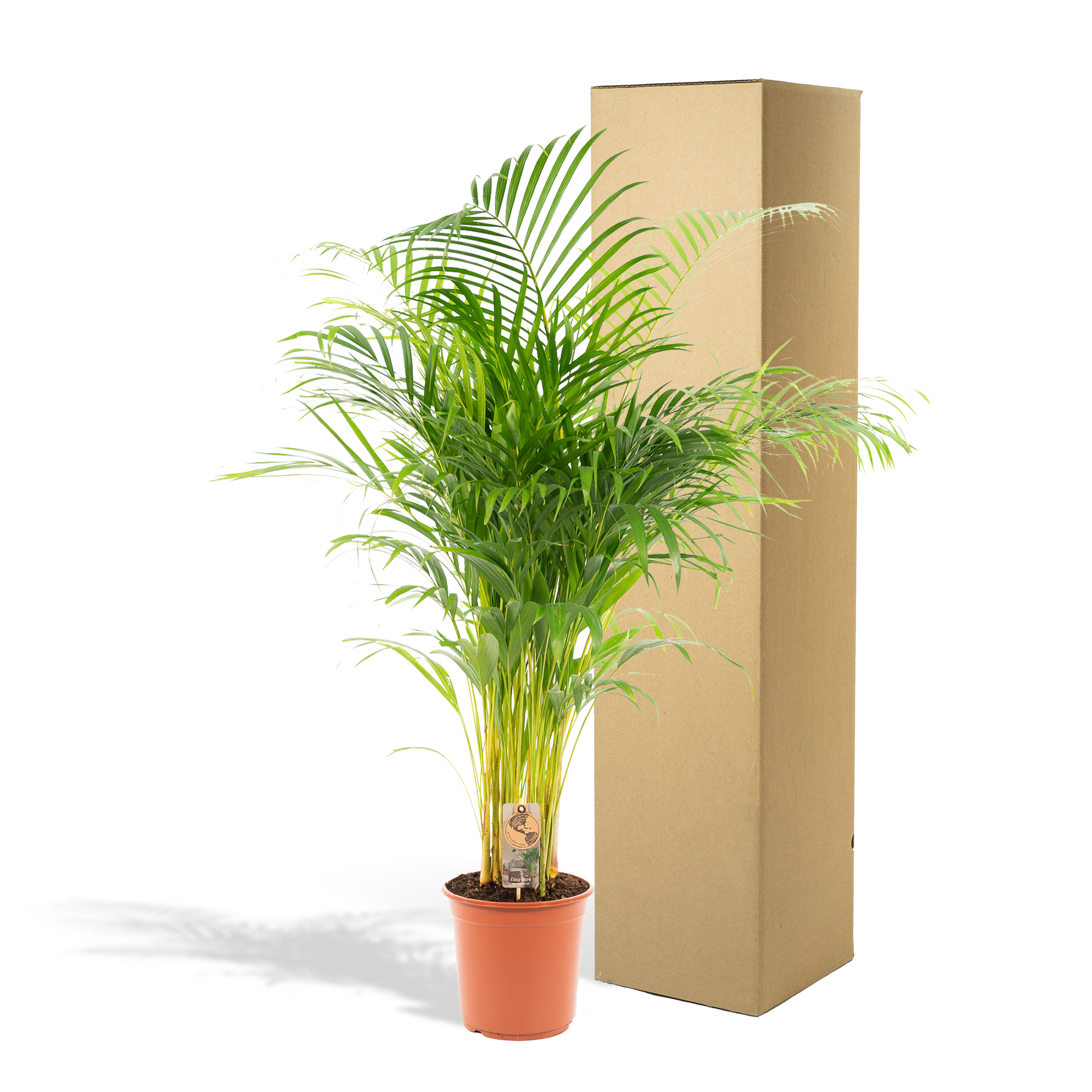 Areca palm - Luxe kamerplant voor binnen, onderhoudsarm en decoratief