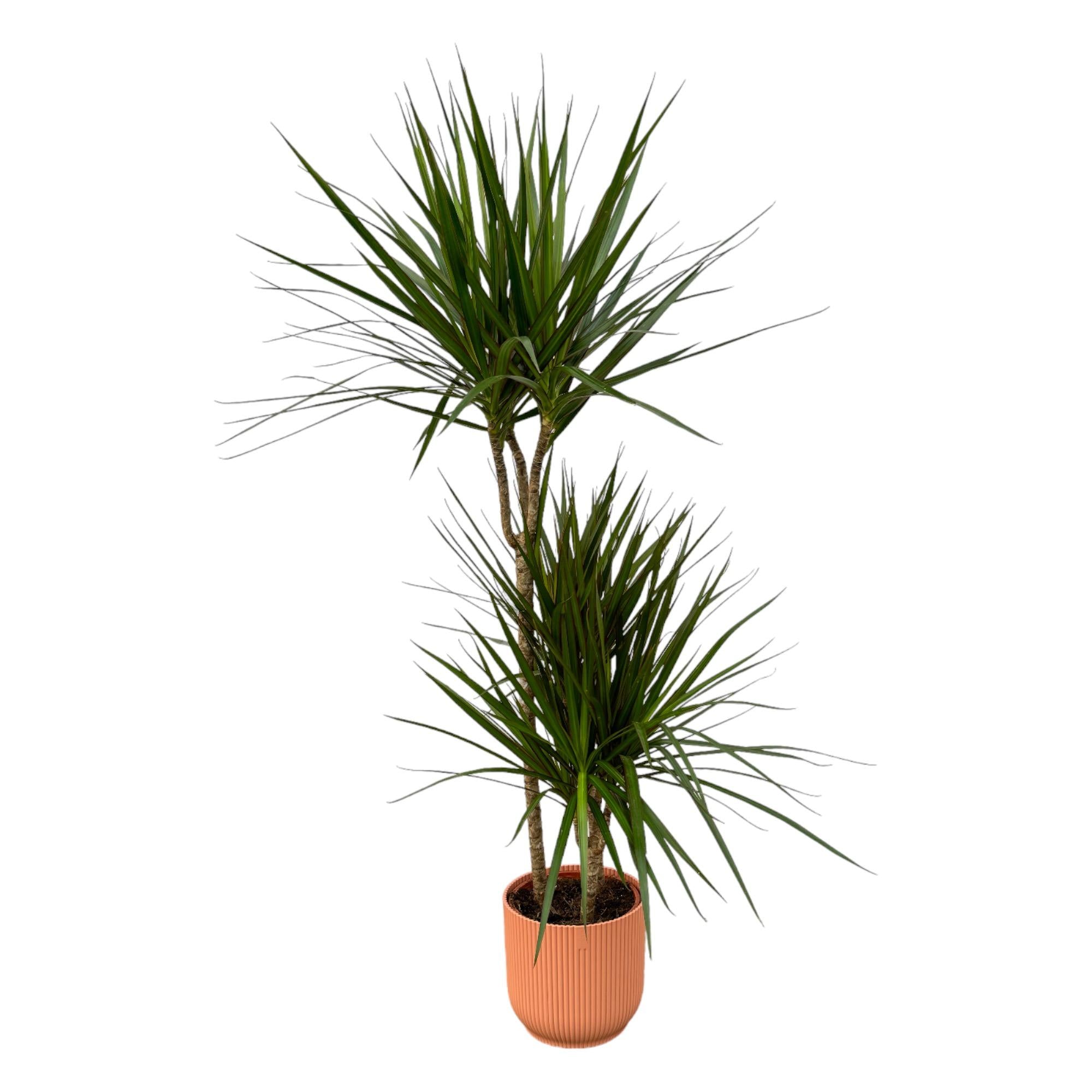 Dracaena Marginata inclusief elho Vibes Fold Round - hoogte ±120 cm, Ø21 → sierpot D22xH20