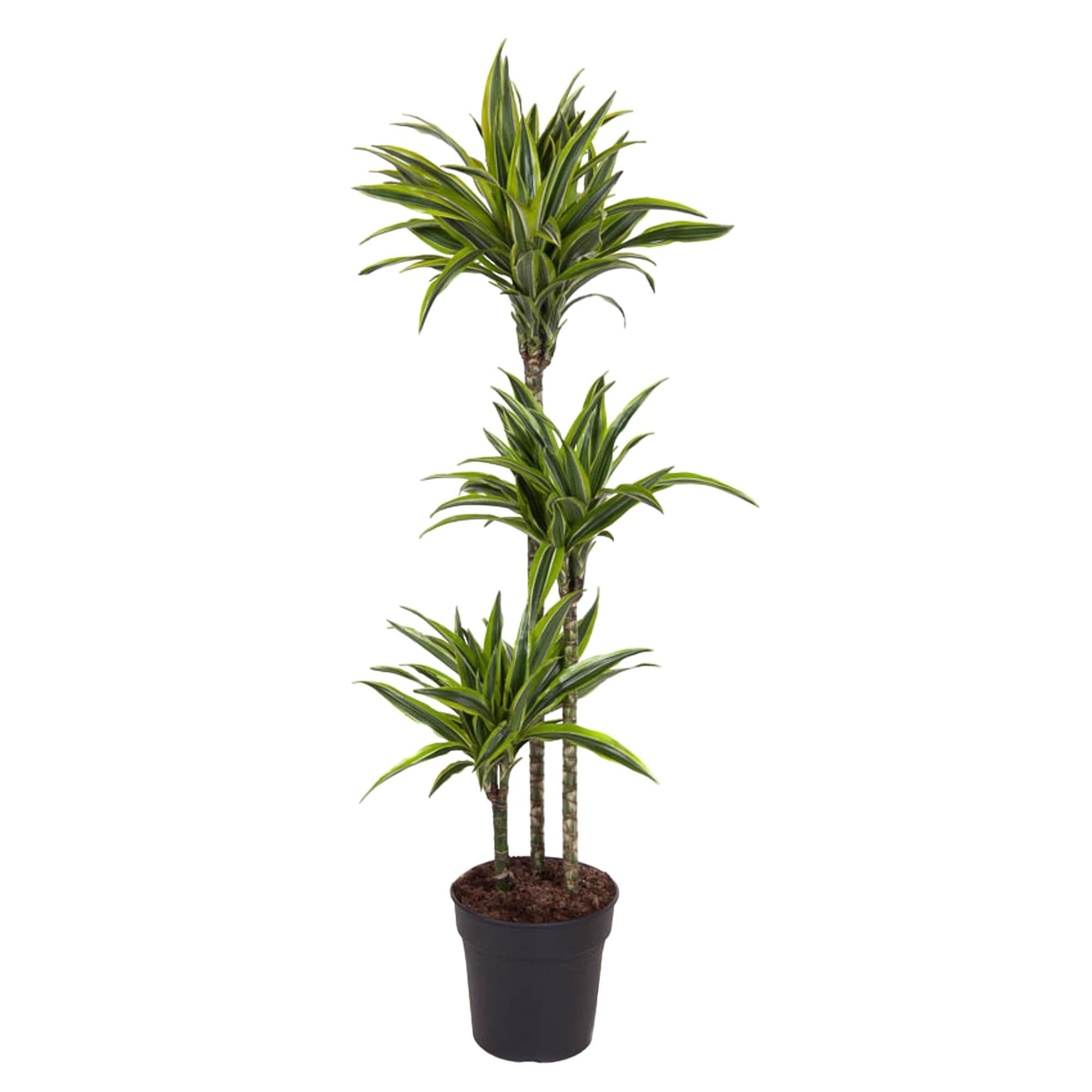 Dracaena Lemon Lime decorative indoor plant for home and office, premium quality