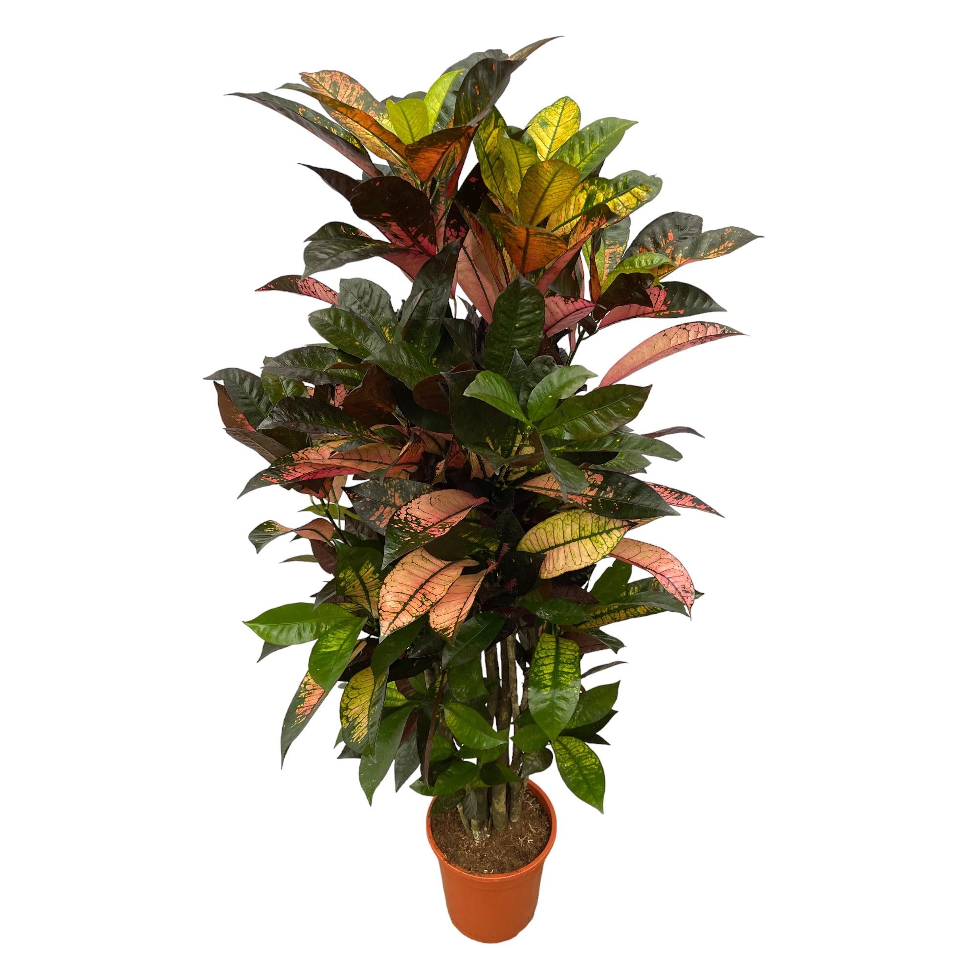 Codiaeum (Croton) Iceton vertakt - 110 cm - Ø24cm