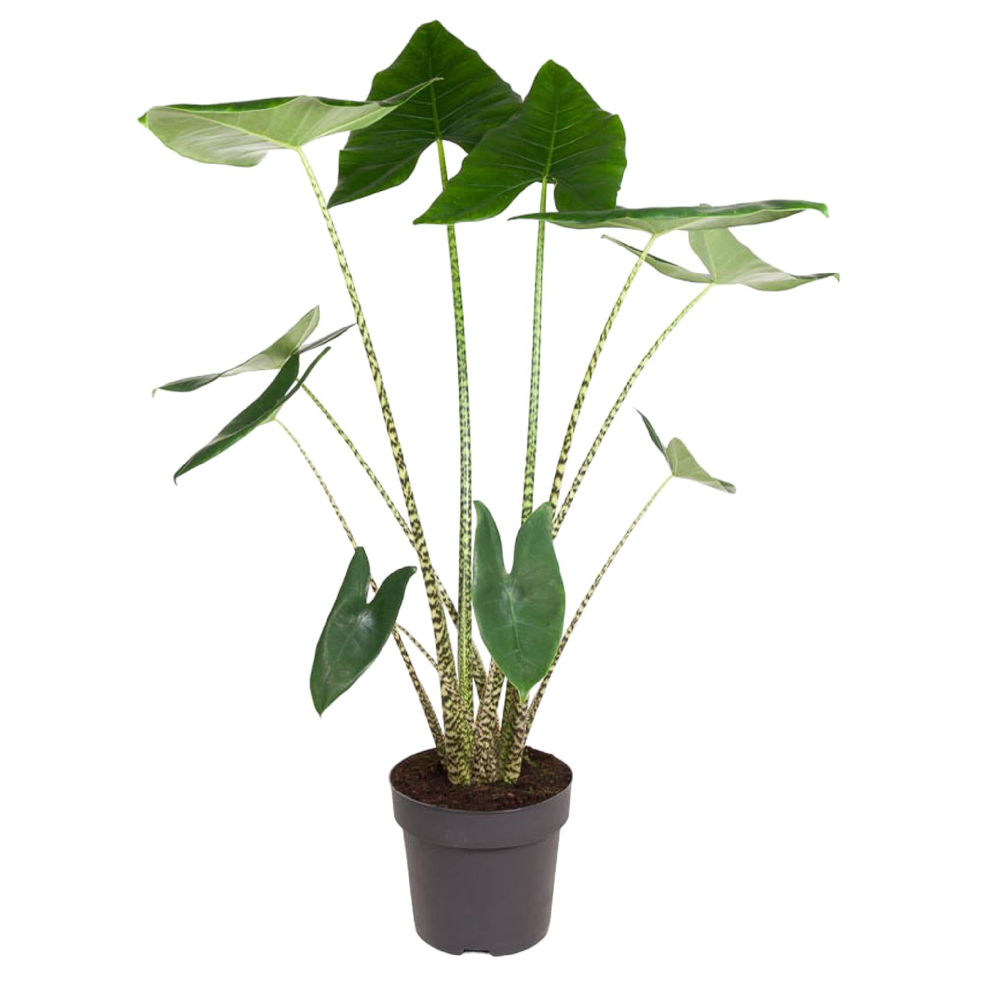 Alocasia Zebrina - Tropical Alocasia Houseplant with Decorative Striped Stems
