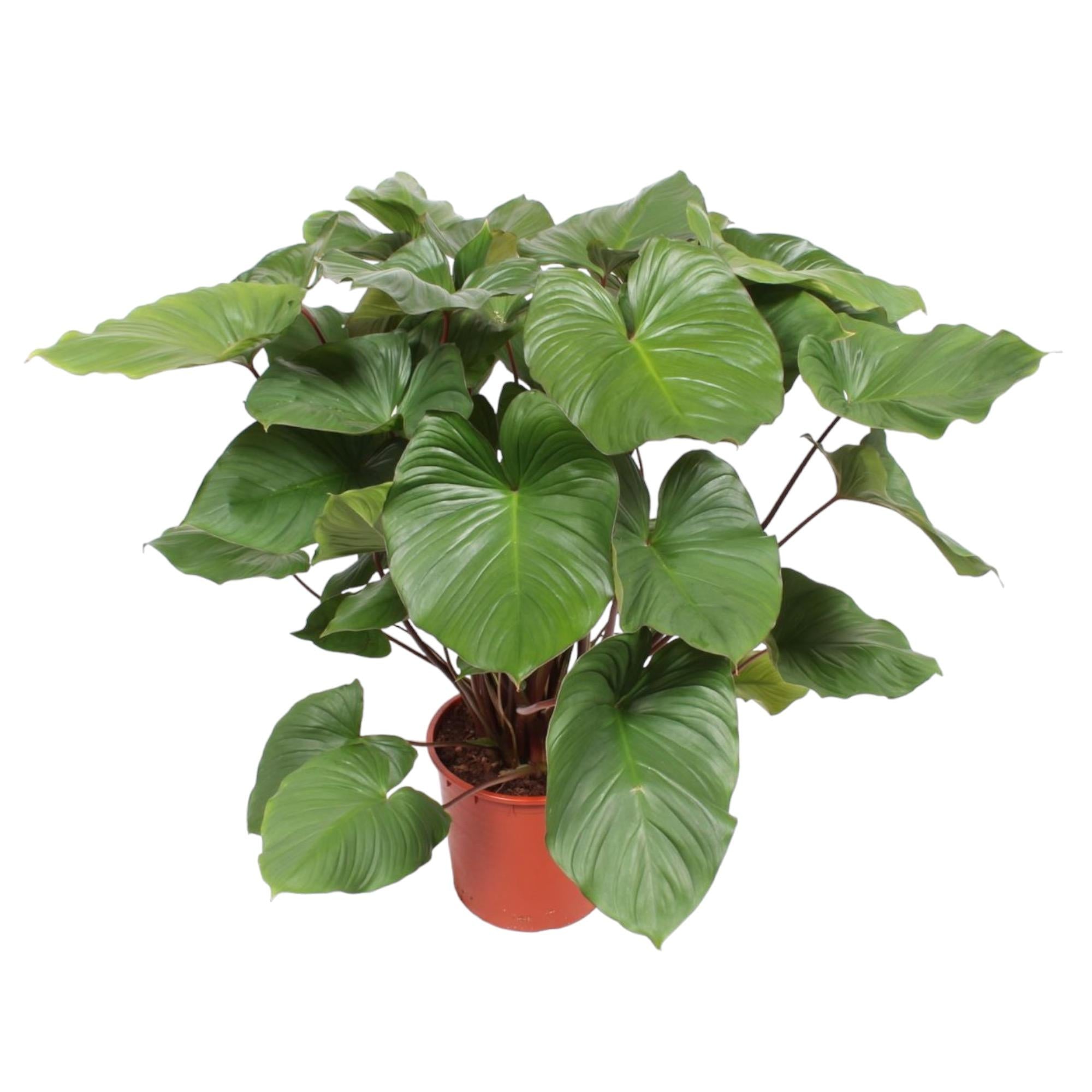 Homalomena Rubescens ‘Maggy’ – volle groene kamerplant