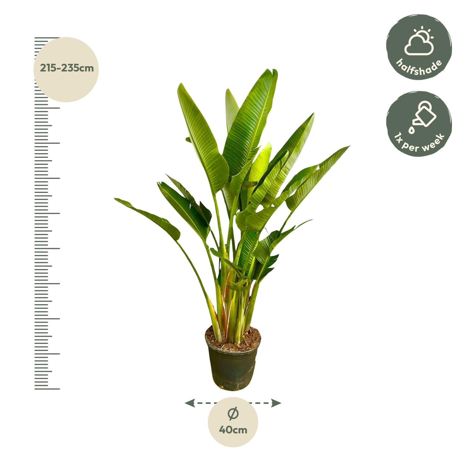Strelitzia Augusta multi stam XXL - Grote decoratieve kamerplant met luxe uitstraling