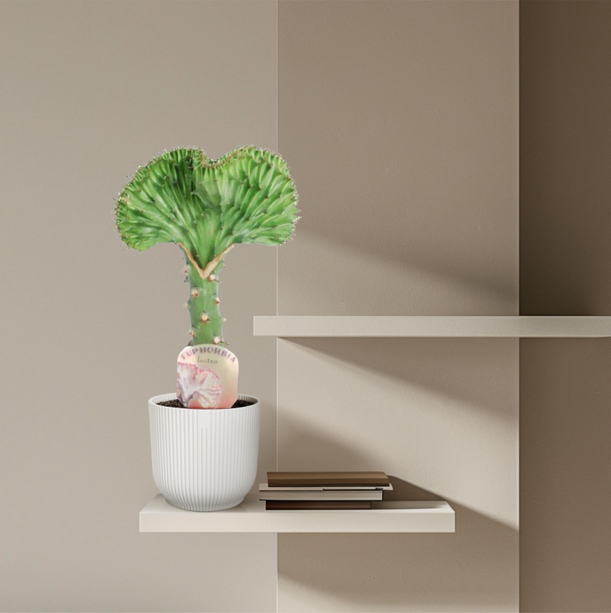 Euphorbia lactea Cristata groen – koraalcactus kamerplant