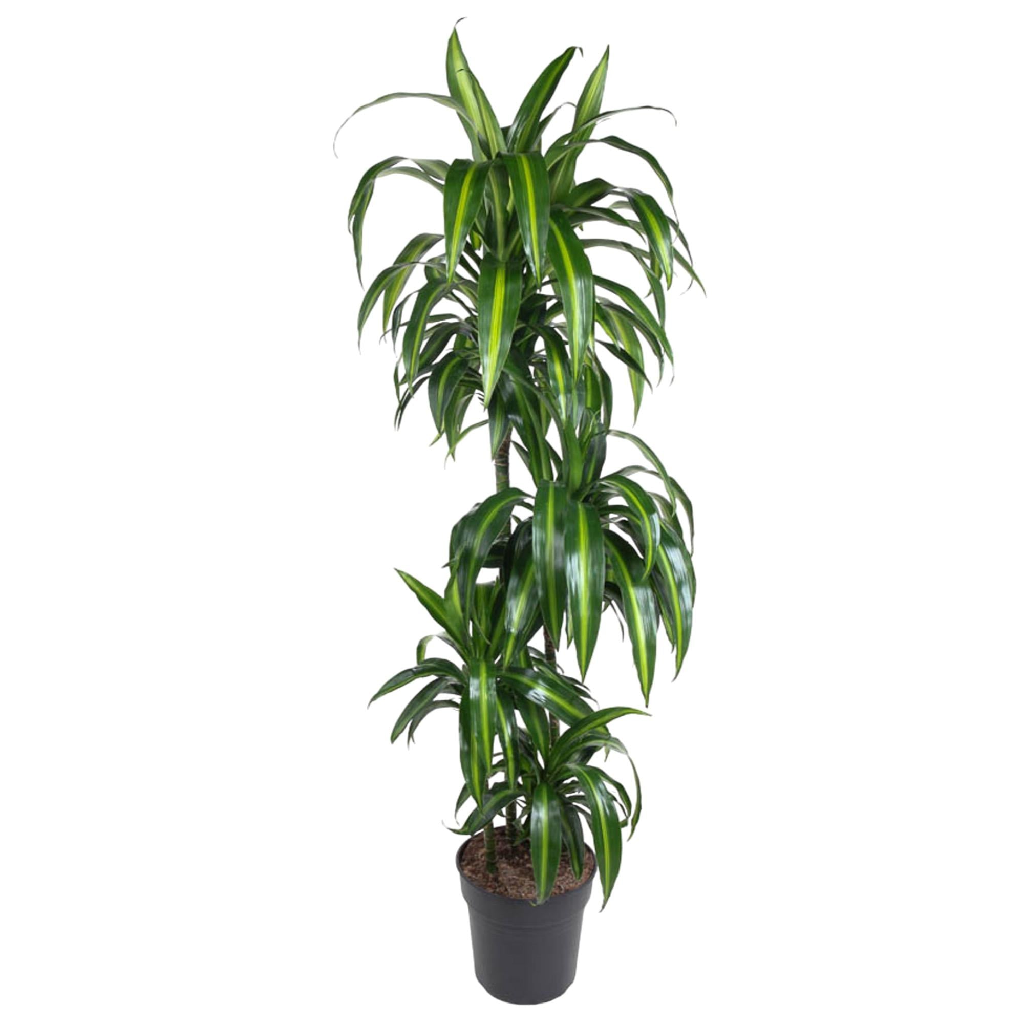 Dracaena Hawaiiana – bonte tropische Dracaena kamerplant