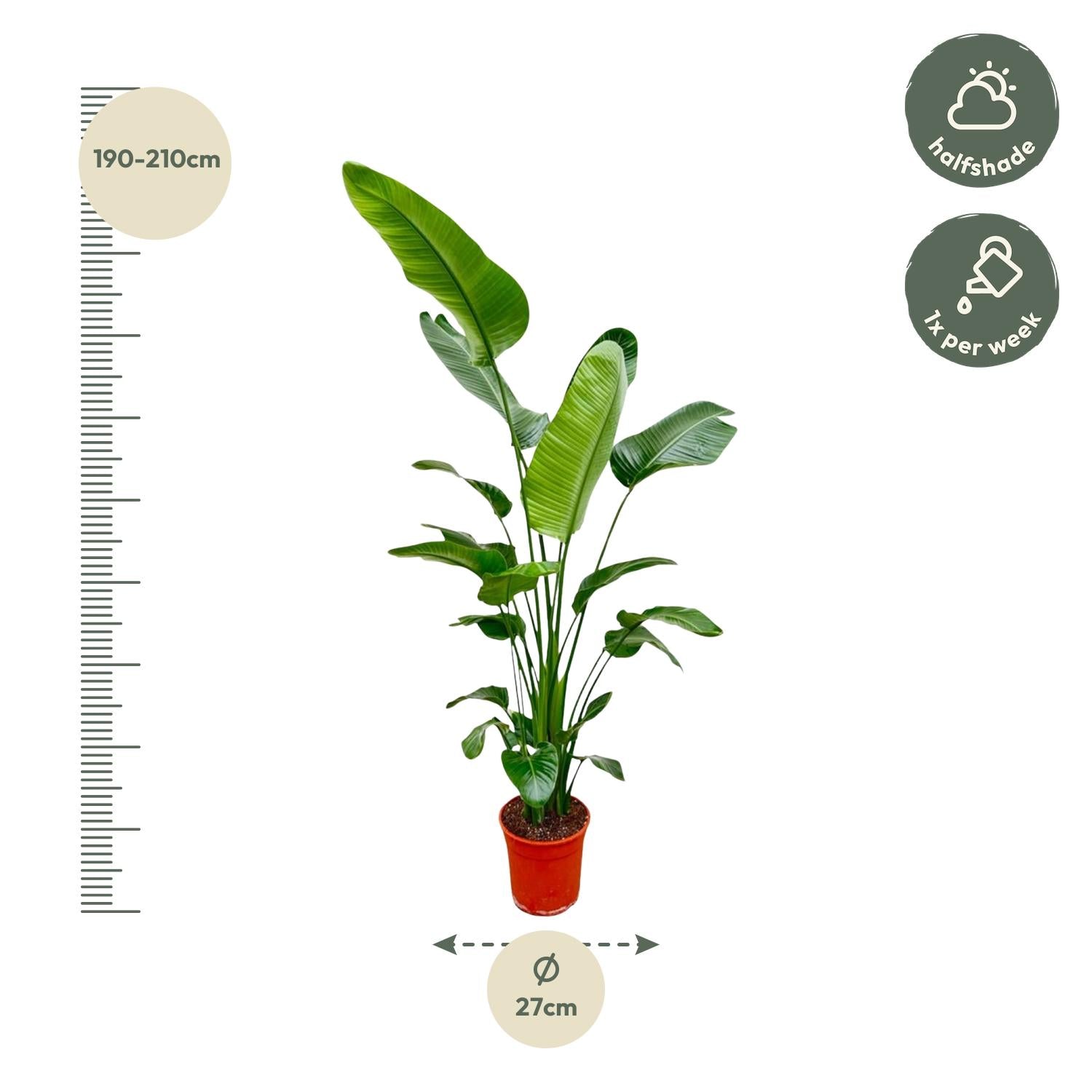 Strelitzia Nicolai - Tropische kamerplant voor binnen, decoratieve exotische plant