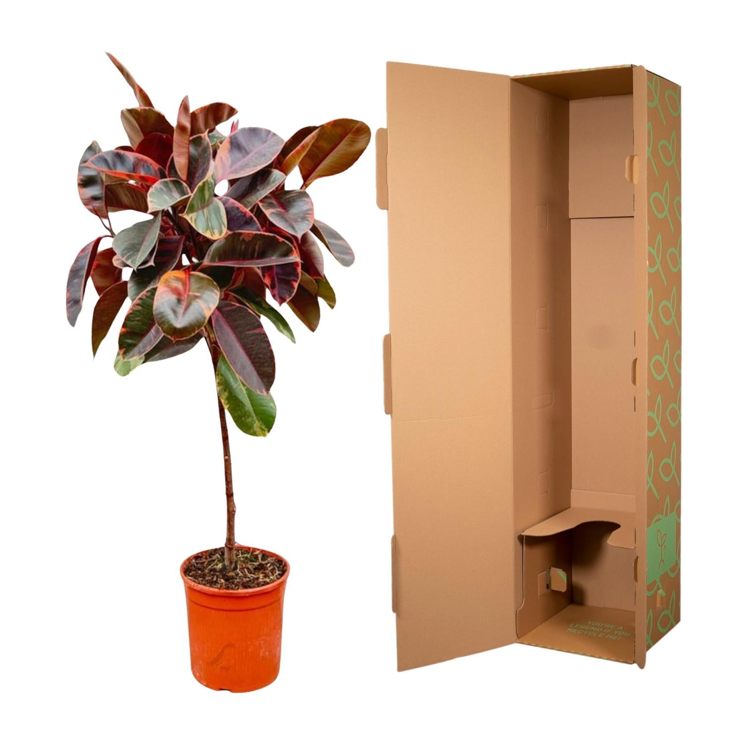 Ficus Elastica Belize op stam - 130 cm - ø24