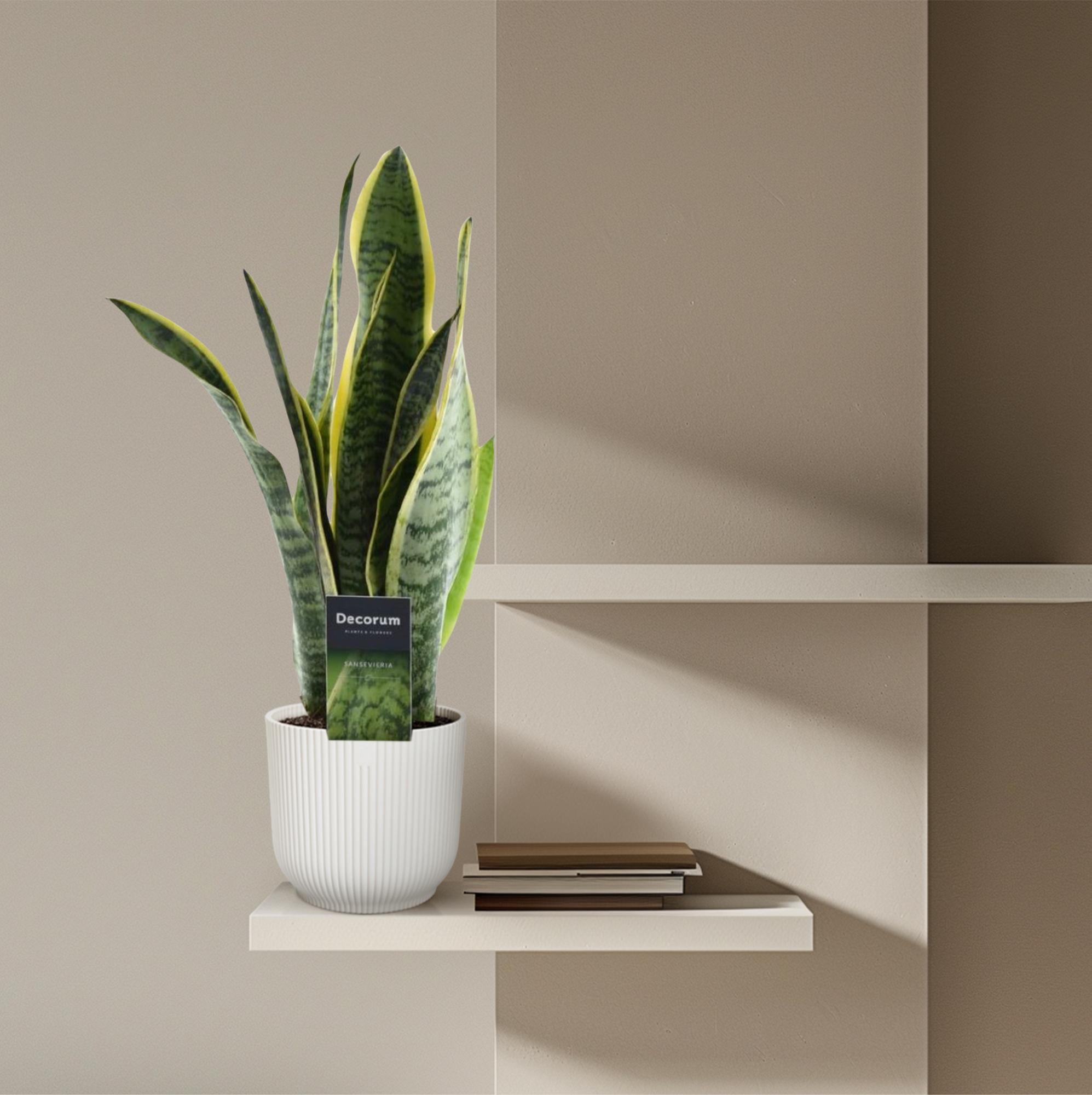 Sansevieria Laurentii slangplant – sterke luchtzuiverende kamerplant