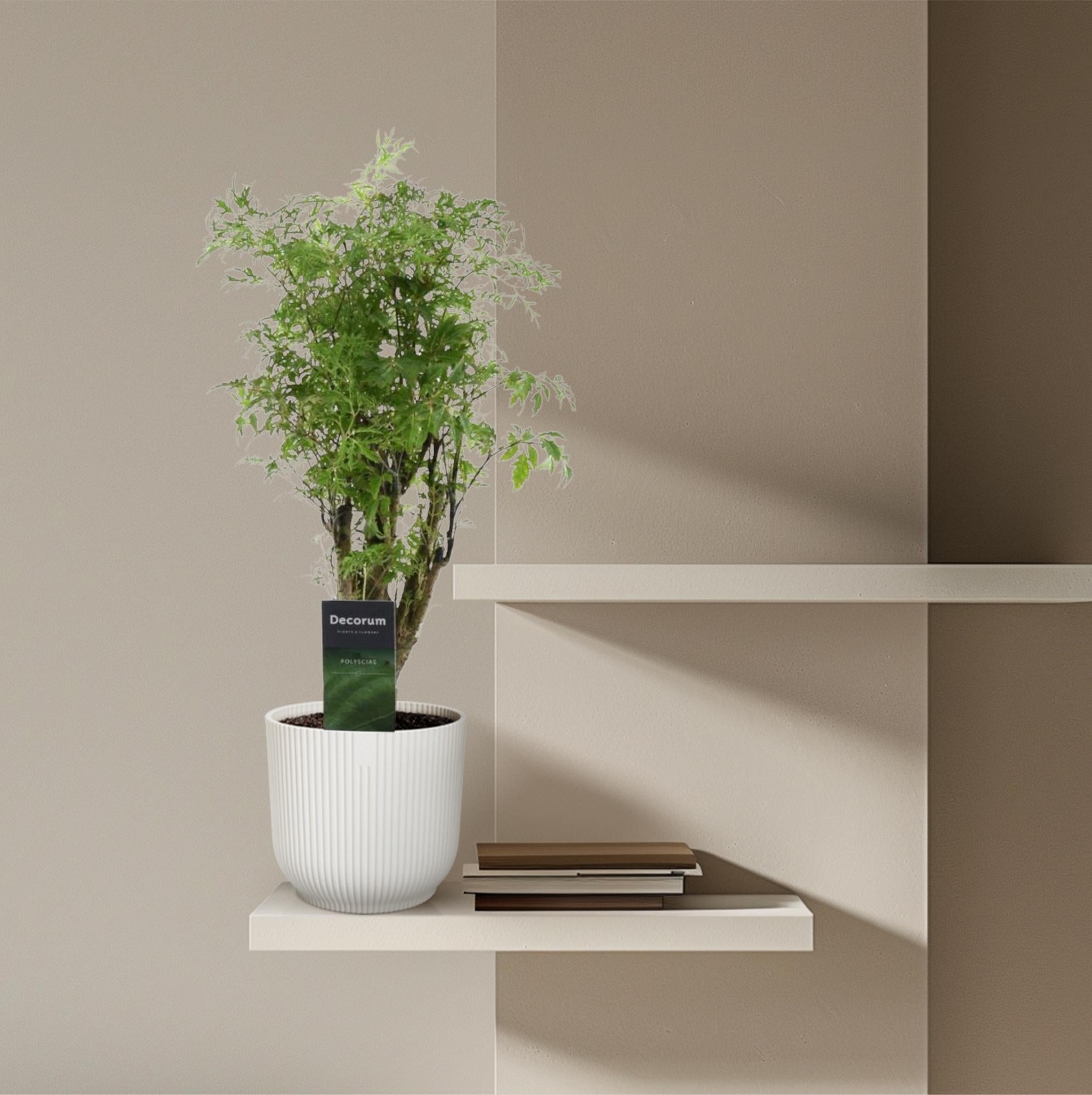 Polyscias Hawaiiana Ming – fijnbladige tropische kamerboom