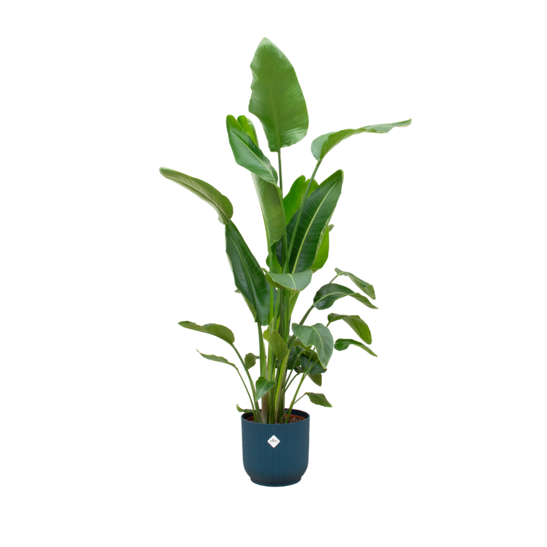 Combi deal - Strelitzia Nicolai inclusief elho Vibes Fold Round plant en pot set