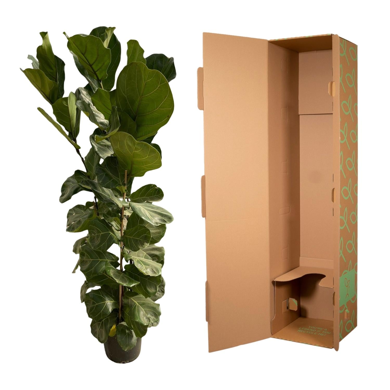 Ficus Lyrata struik - elegante kamerplant voor woonkamer, kantoor en interieurdecoratie