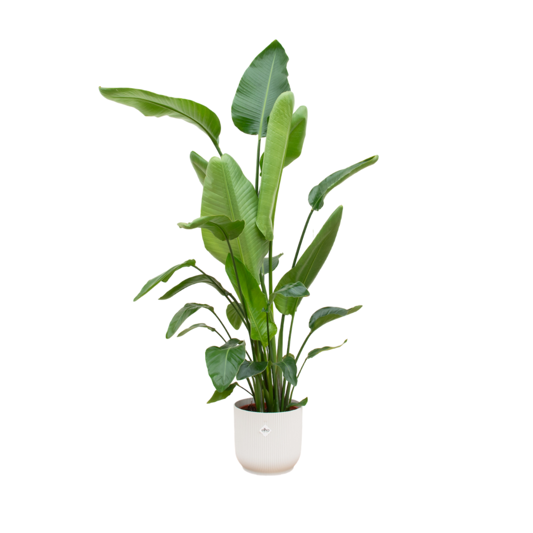 Strelitzia Nicolai inclusief Elho Vibes Fold Round pot - decoratieve kamerplant