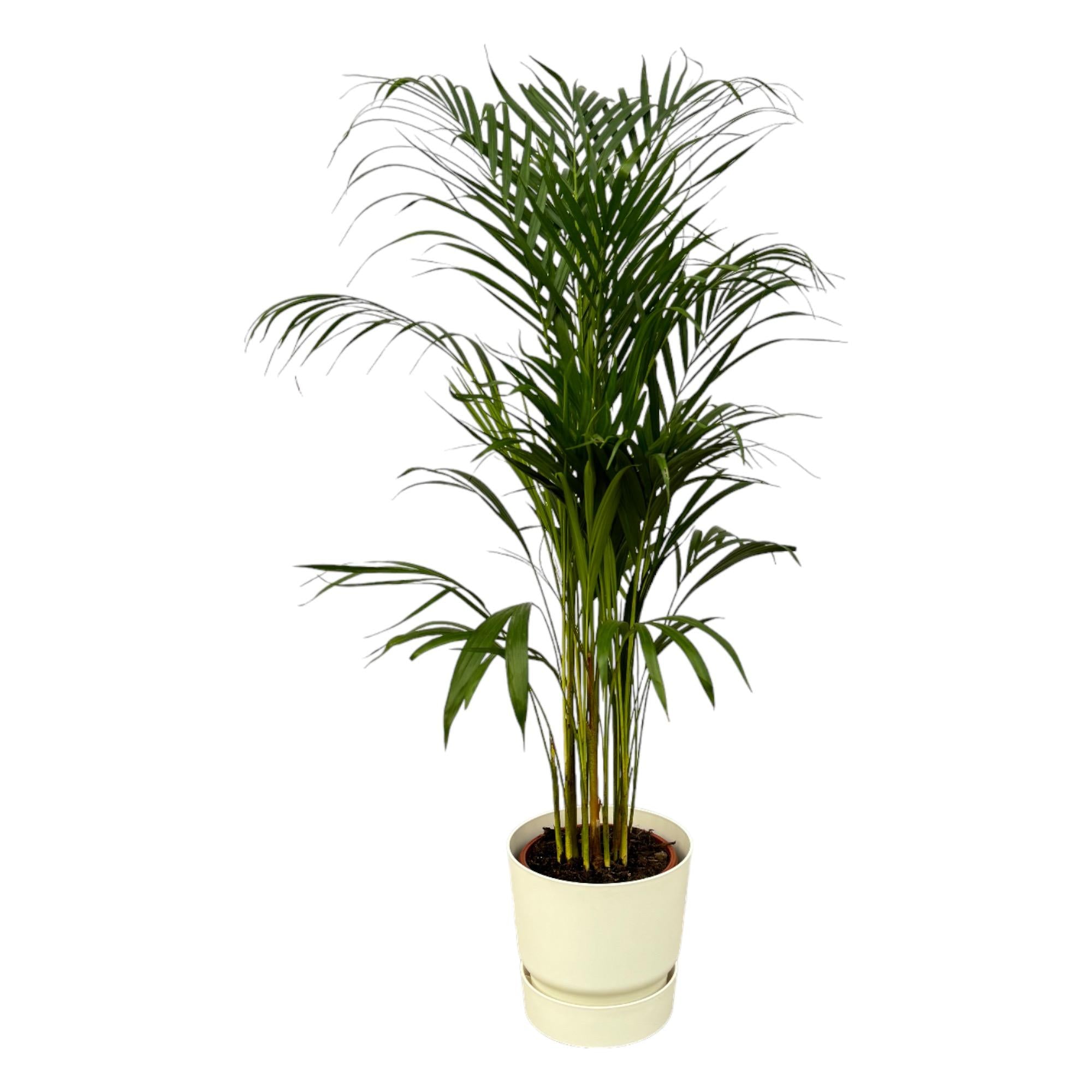 Areca palm inclusief elho Greenville Round sierpot - grote decoratieve kamerplant