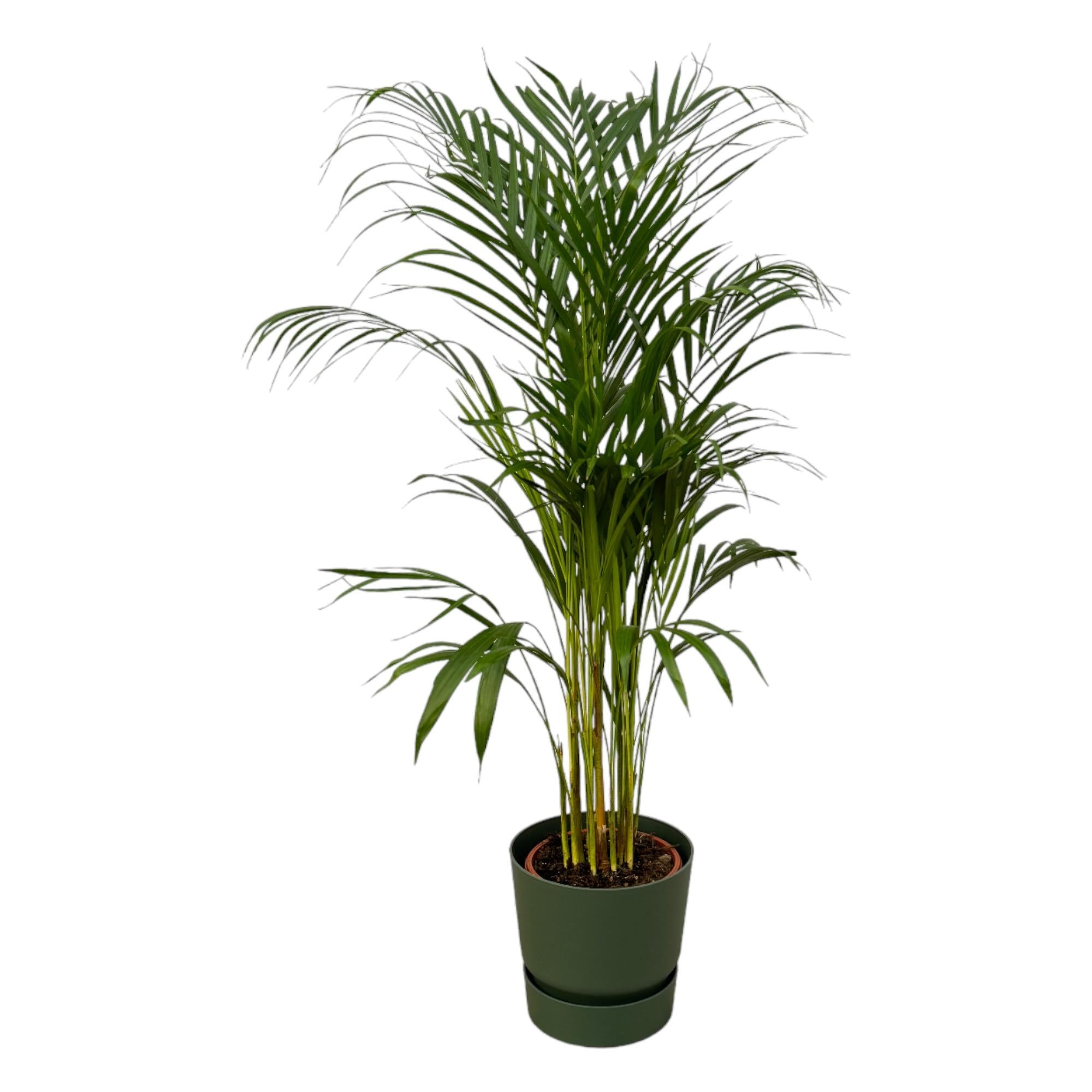 Areca palm inclusief elho Greenville Round sierpot - grote decoratieve kamerplant