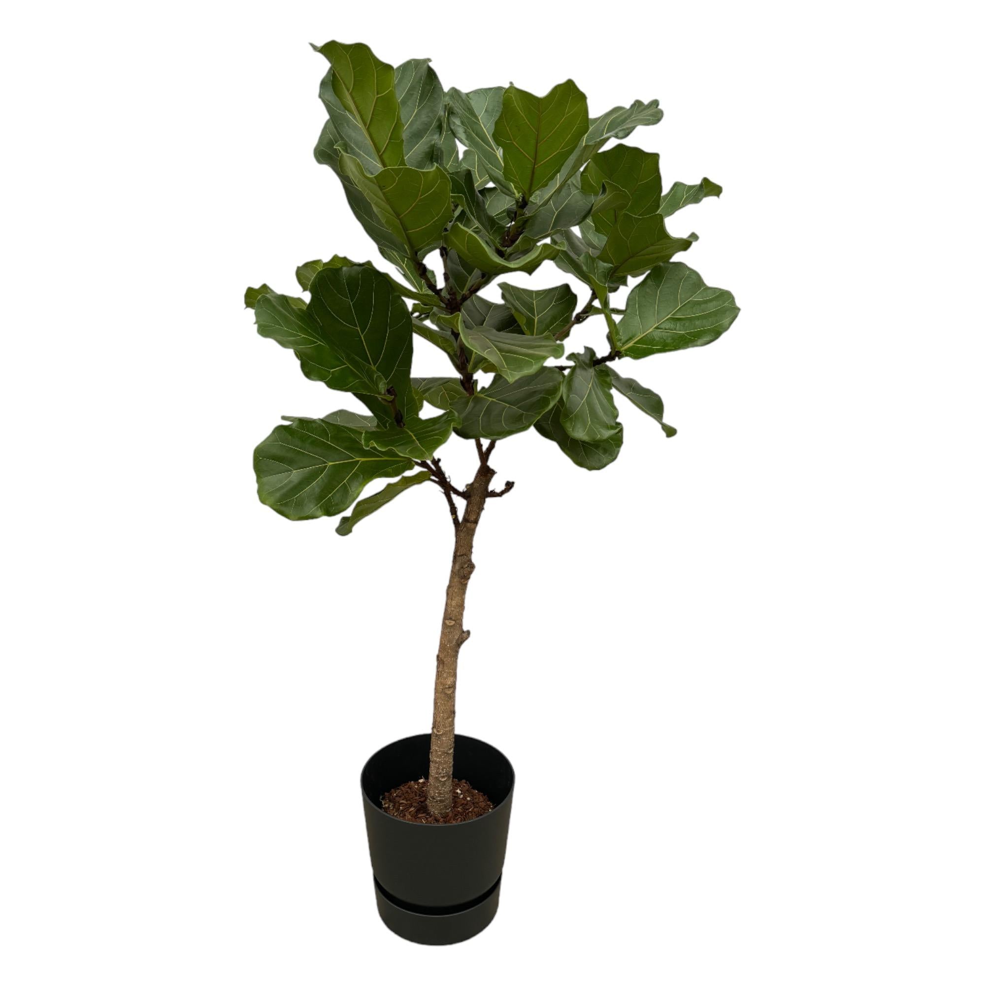 Ficus Lyrata stam inclusief elho Round - stijlvolle kunstplant met bijpassende pot