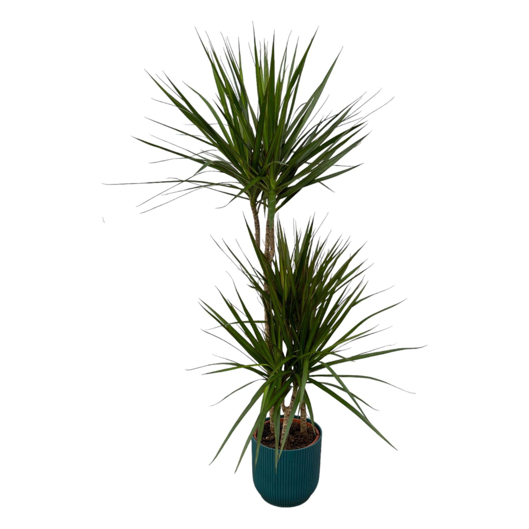 Dracaena Marginata inclusief elho Vibes Fold Round - hoogte ±120 cm, Ø21 → sierpot D22xH20