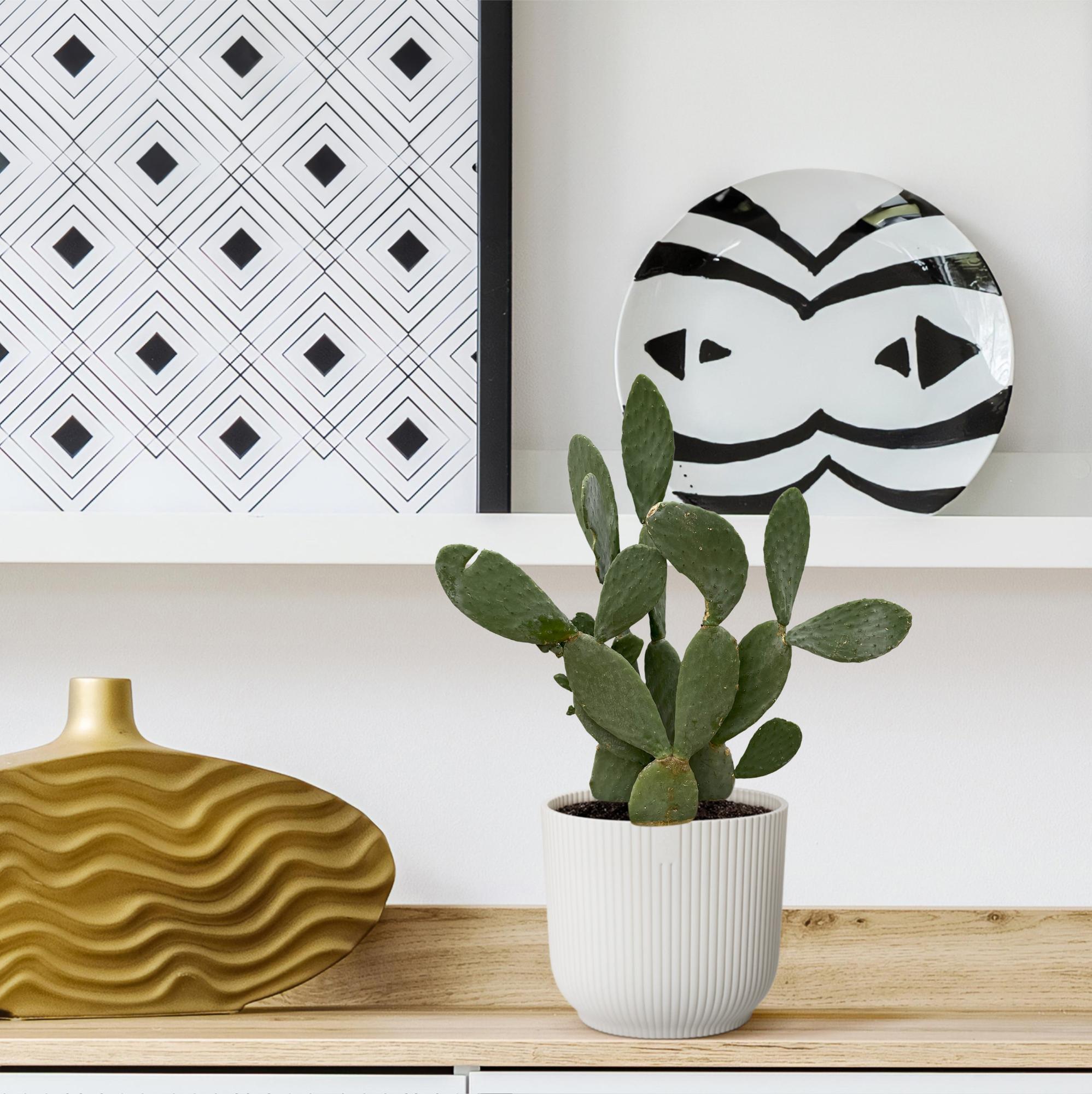 Cactus Opuntia - 120cm Ø38cm